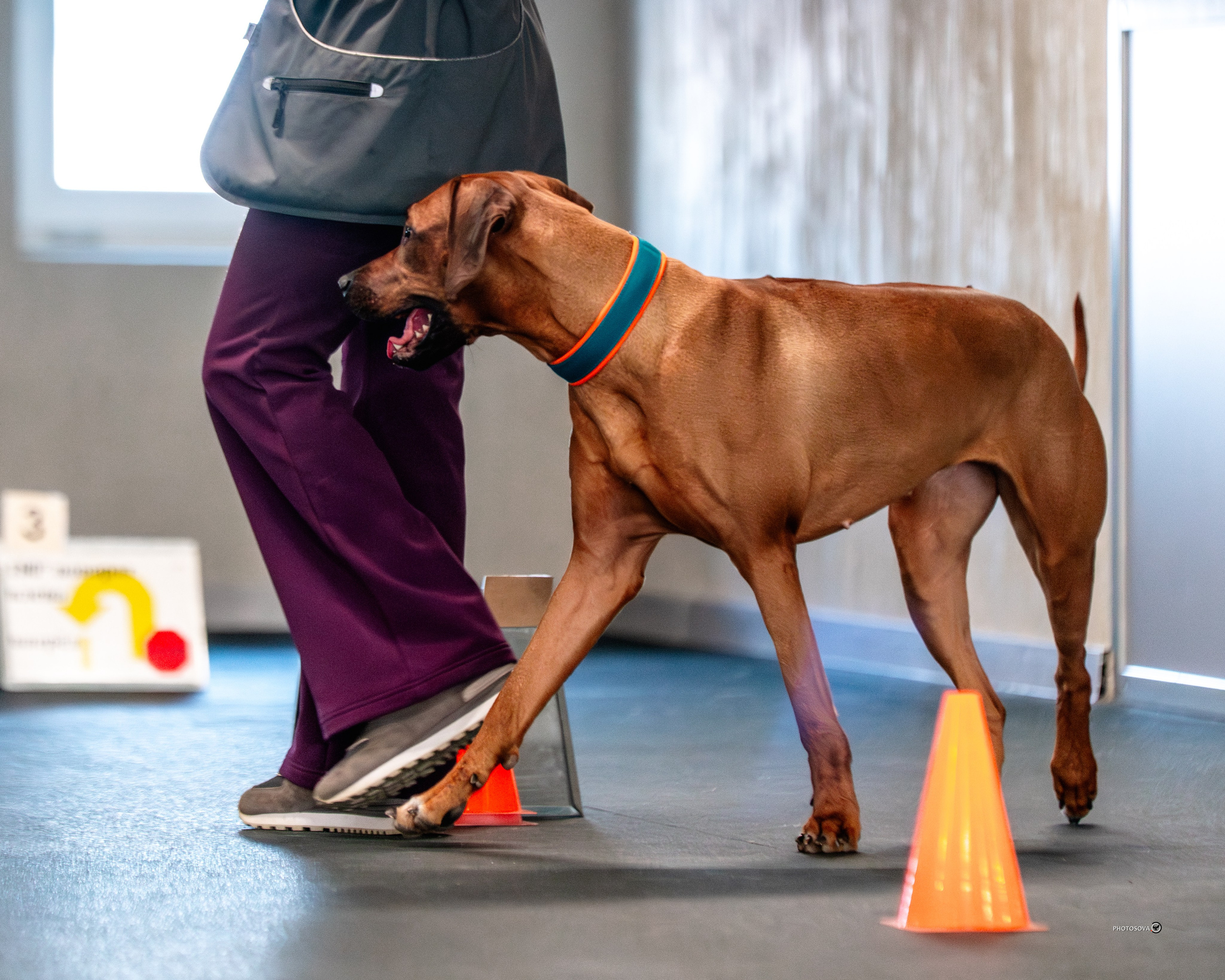 ТЫ И Я (соревнования по ралли-обидиенс). Фотограф-анималист, семейный фотограф в Москве и Подмосковье. Фотосъёмка кинологических дисциплин
