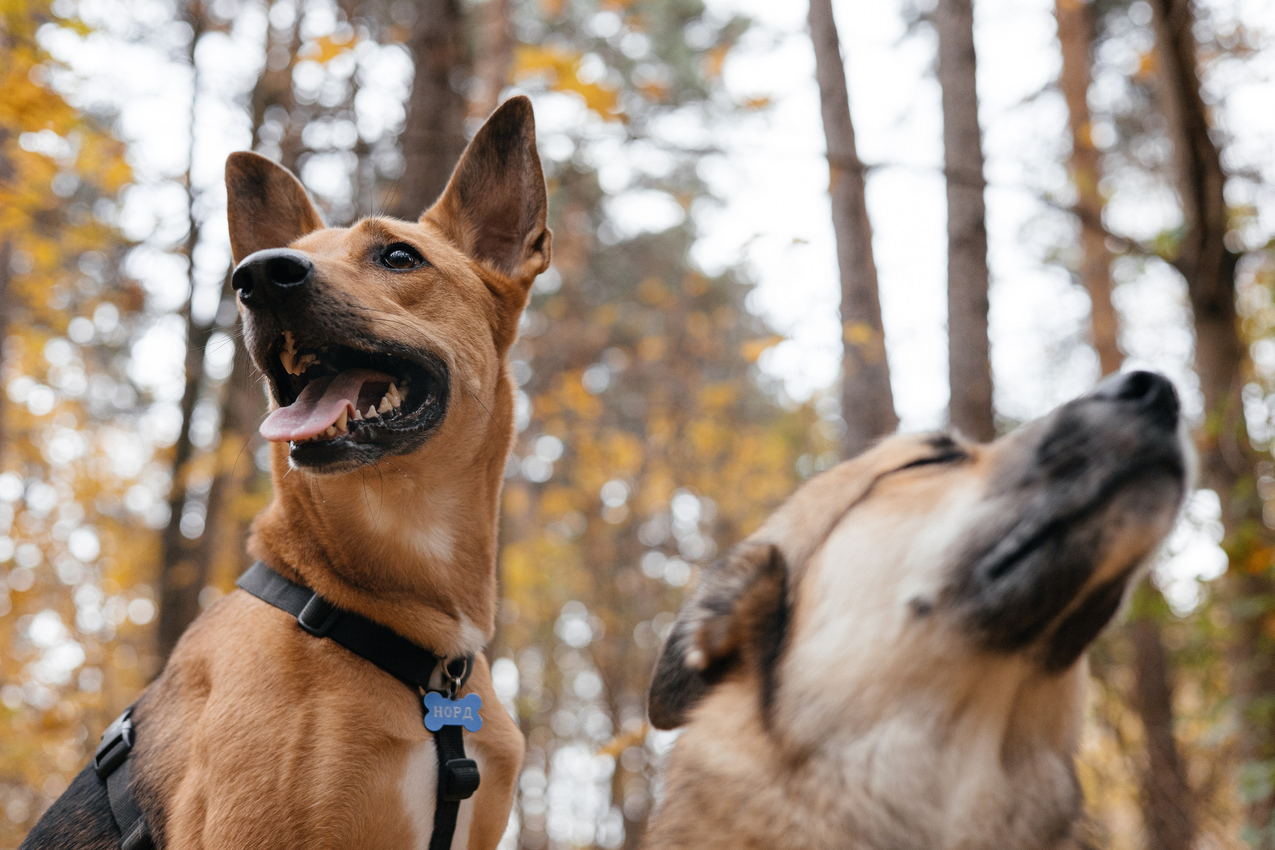 Нелли, Лёша, Рэй и Норд. Фотограф Анна Луценко Москва