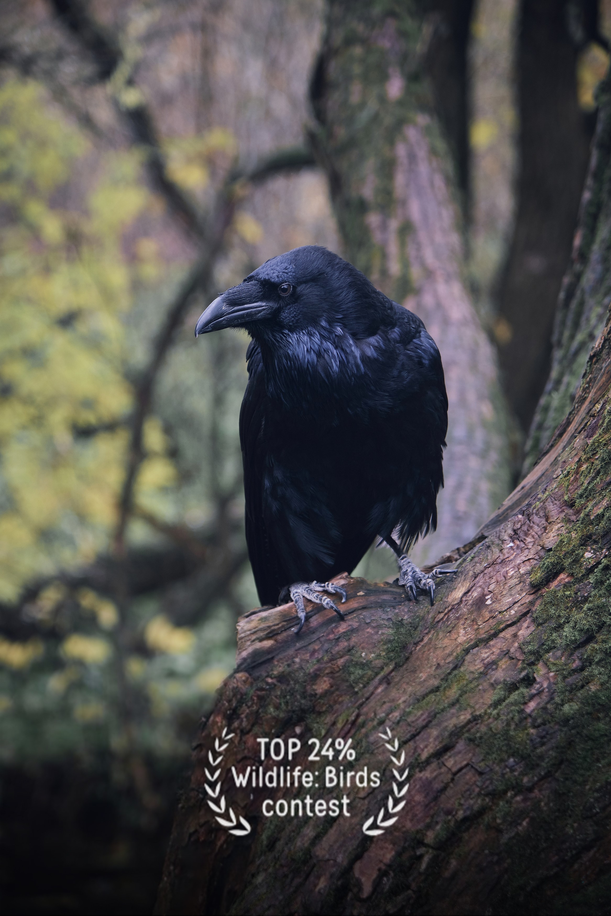 Фото тематического конкурса 35 awards Дикий животный мир птицы фотограф Колышева Виктория