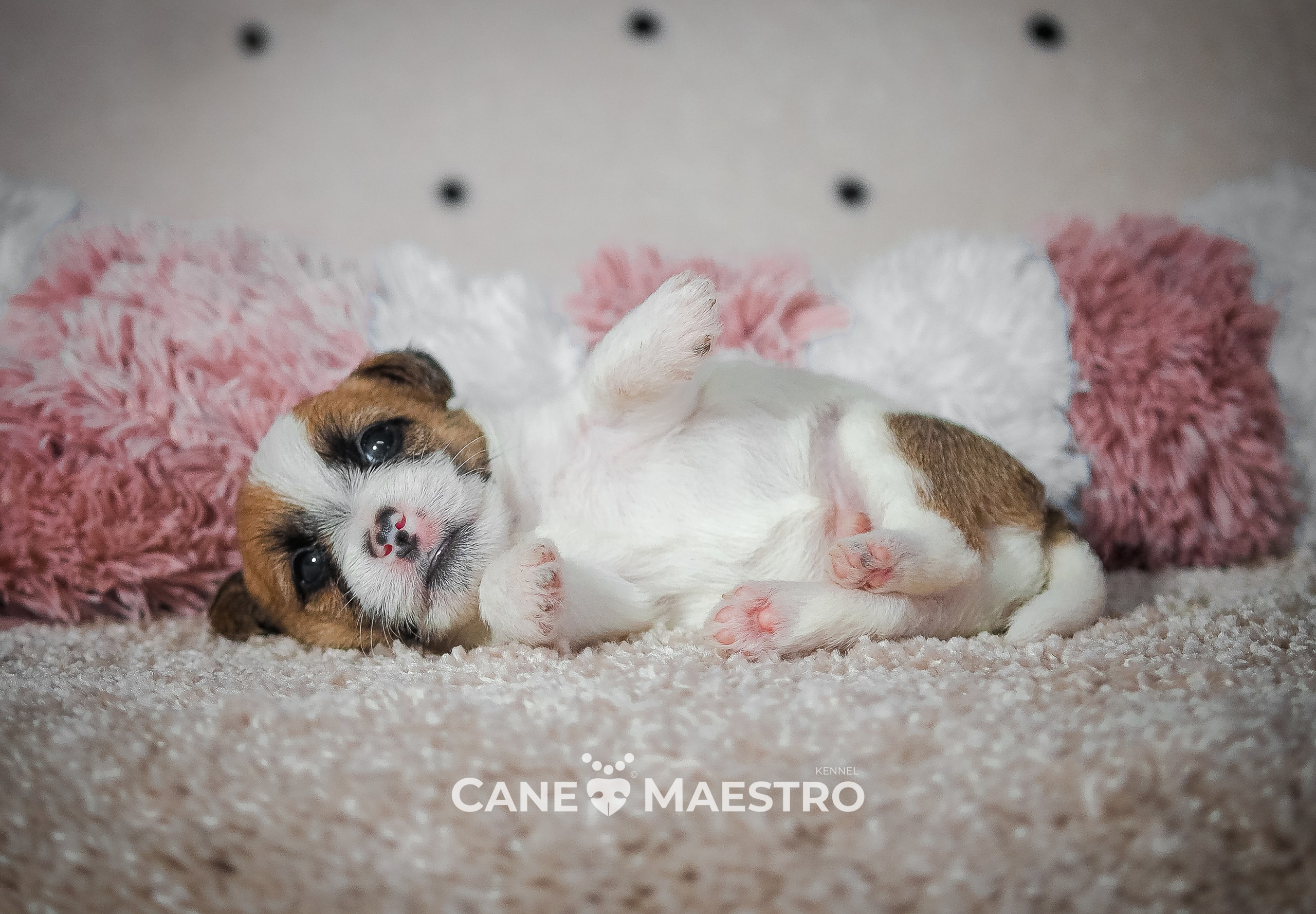 Щенок бело-рыжий джек рассел терьер. КАНЕ МАЭСТРО — питомник Джек рассел терьеров