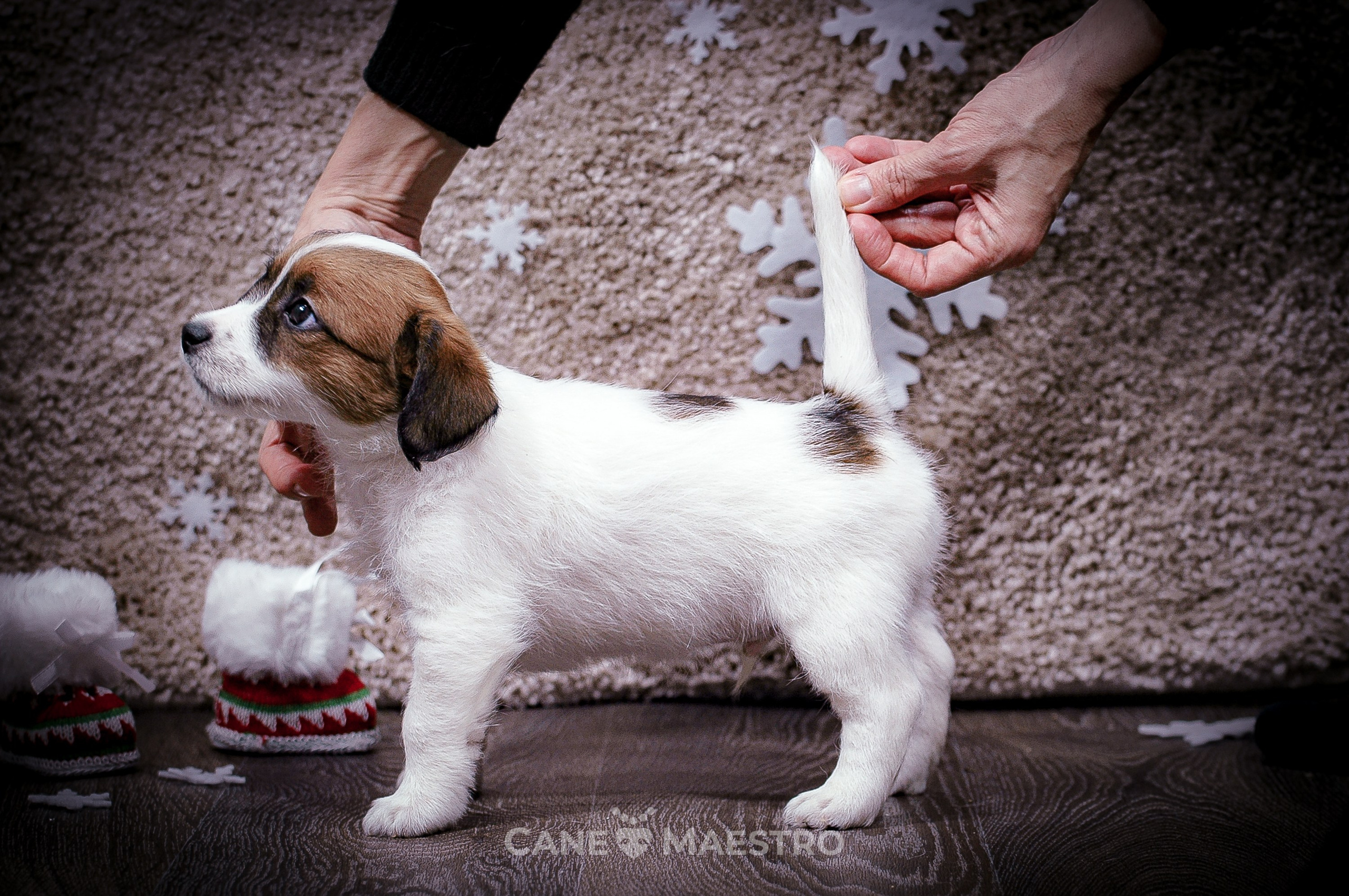 3КОБЛ_СНЕГОВИК. CANE MAESTRO — kennel Jack Russell Terrier