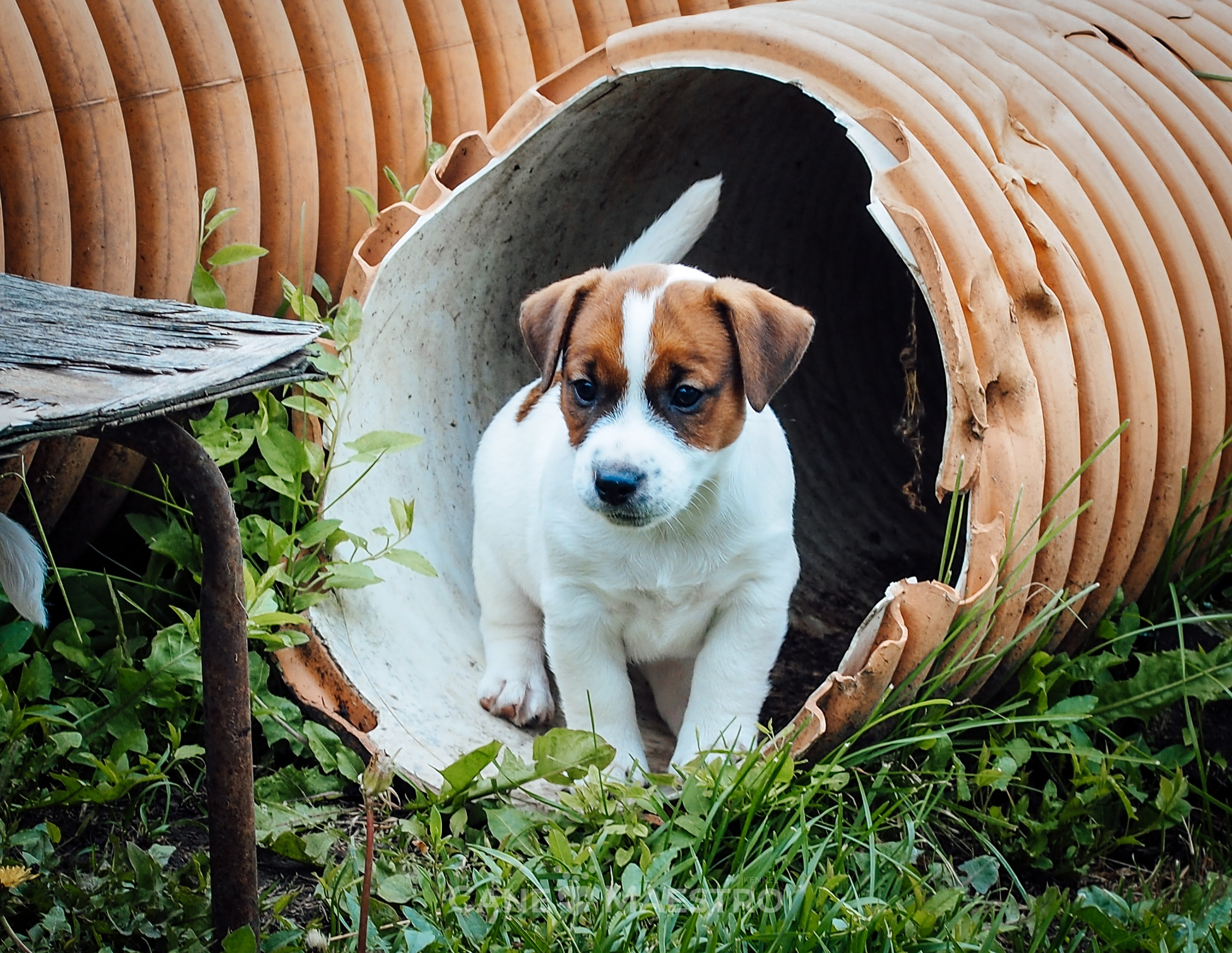Ш_2_MALE_SHERY_BRANDY. CANE MAESTRO — kennel Jack Russell Terrier