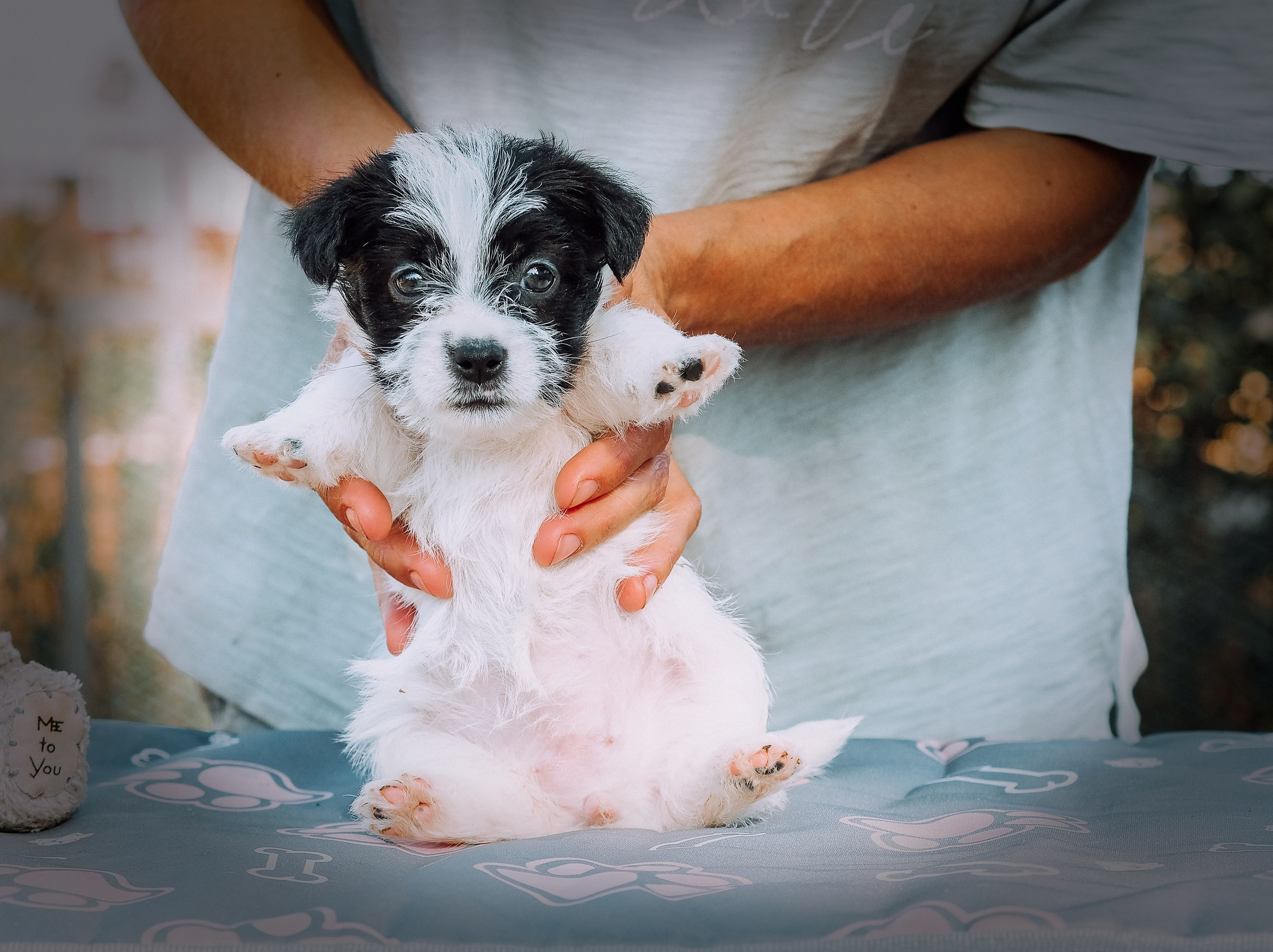 X_female1_b_w. CANE MAESTRO — kennel Jack Russell Terrier