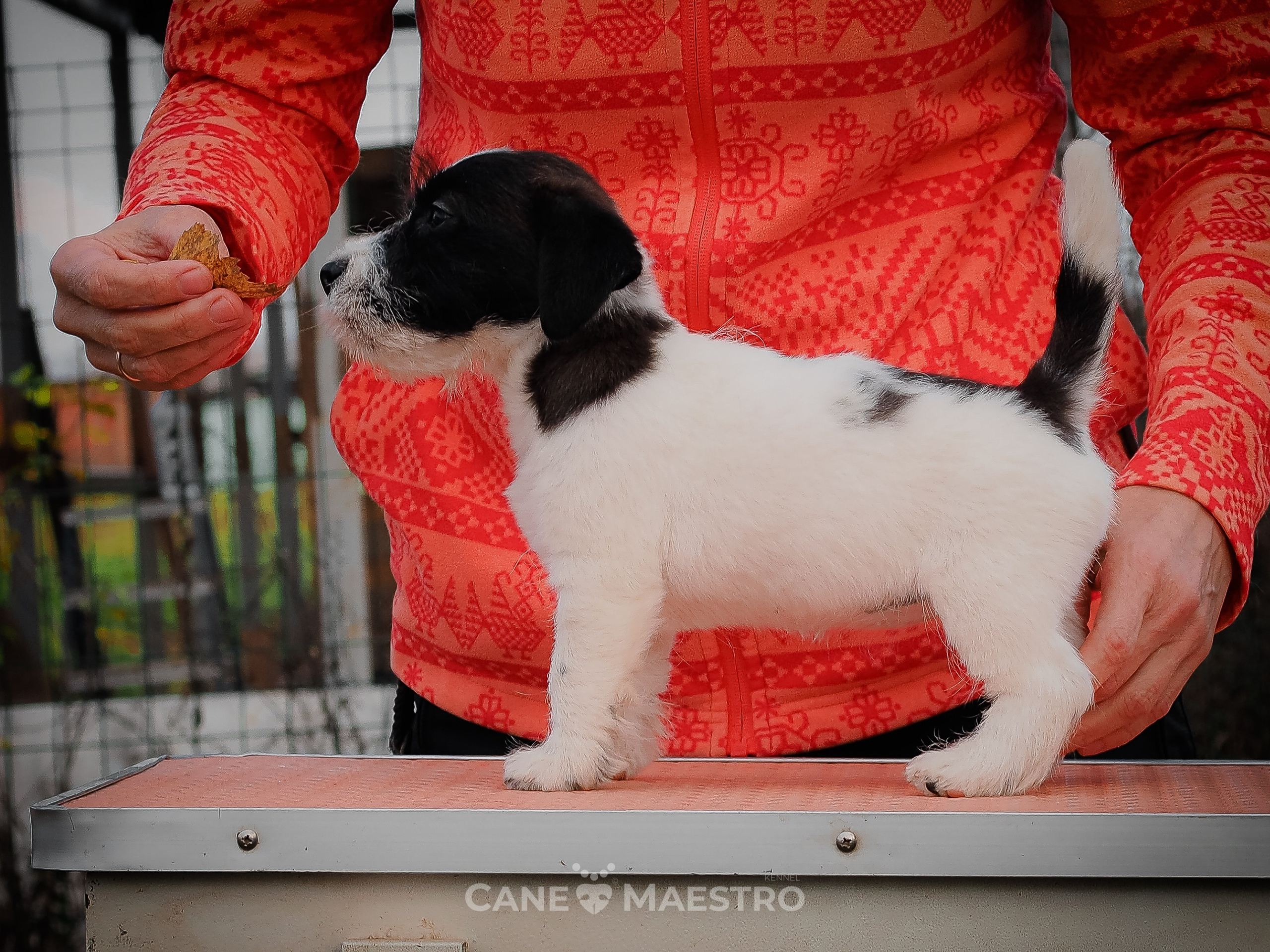 СУКА1_ЧЕРН_27_08_25. КАНЕ МАЭСТРО — питомник Джек рассел терьеров