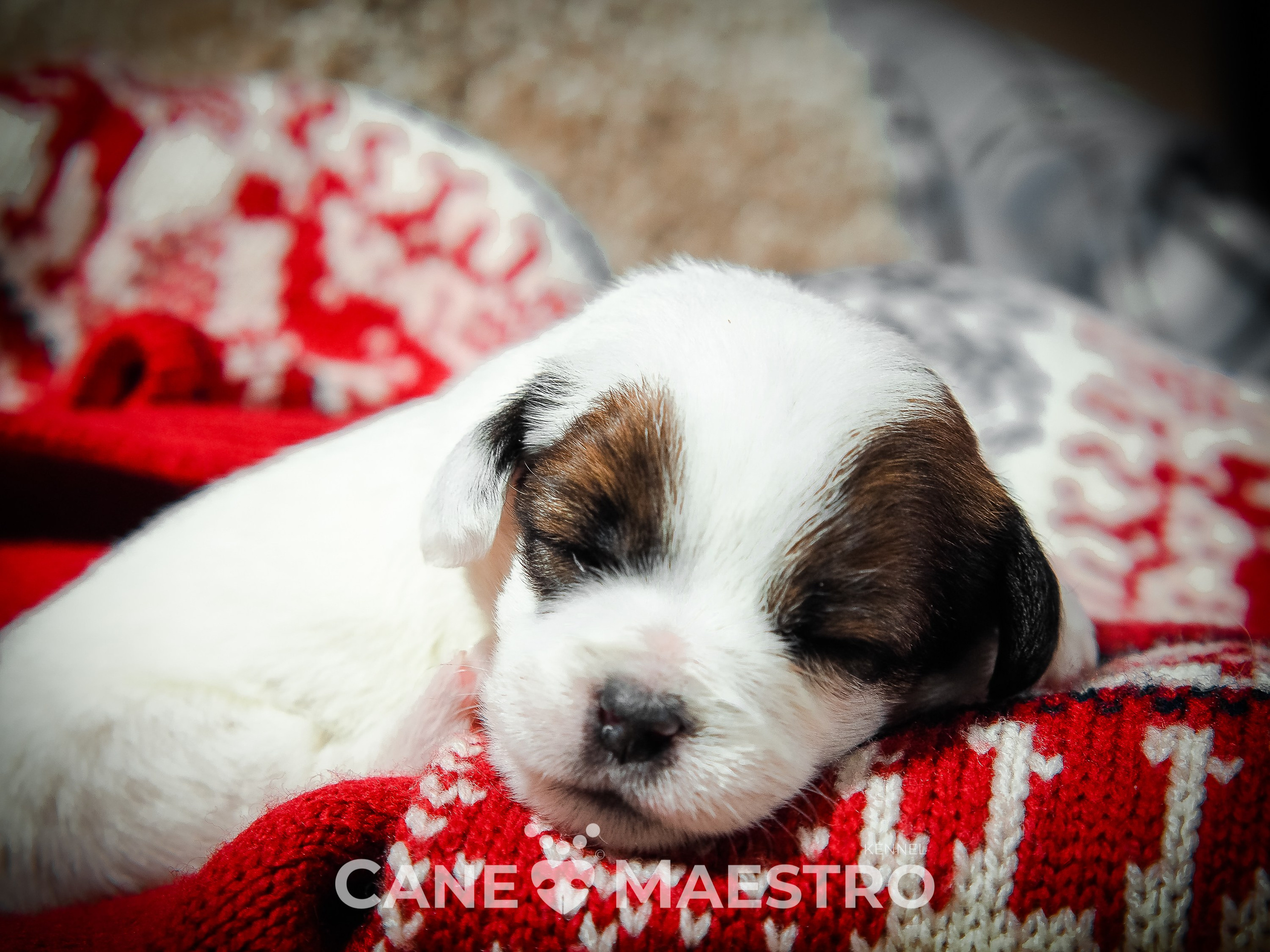 1КОБЛ_МОНОКЛЬ_Ц_ЛИТТЕР. CANE MAESTRO — kennel Jack Russell Terrier