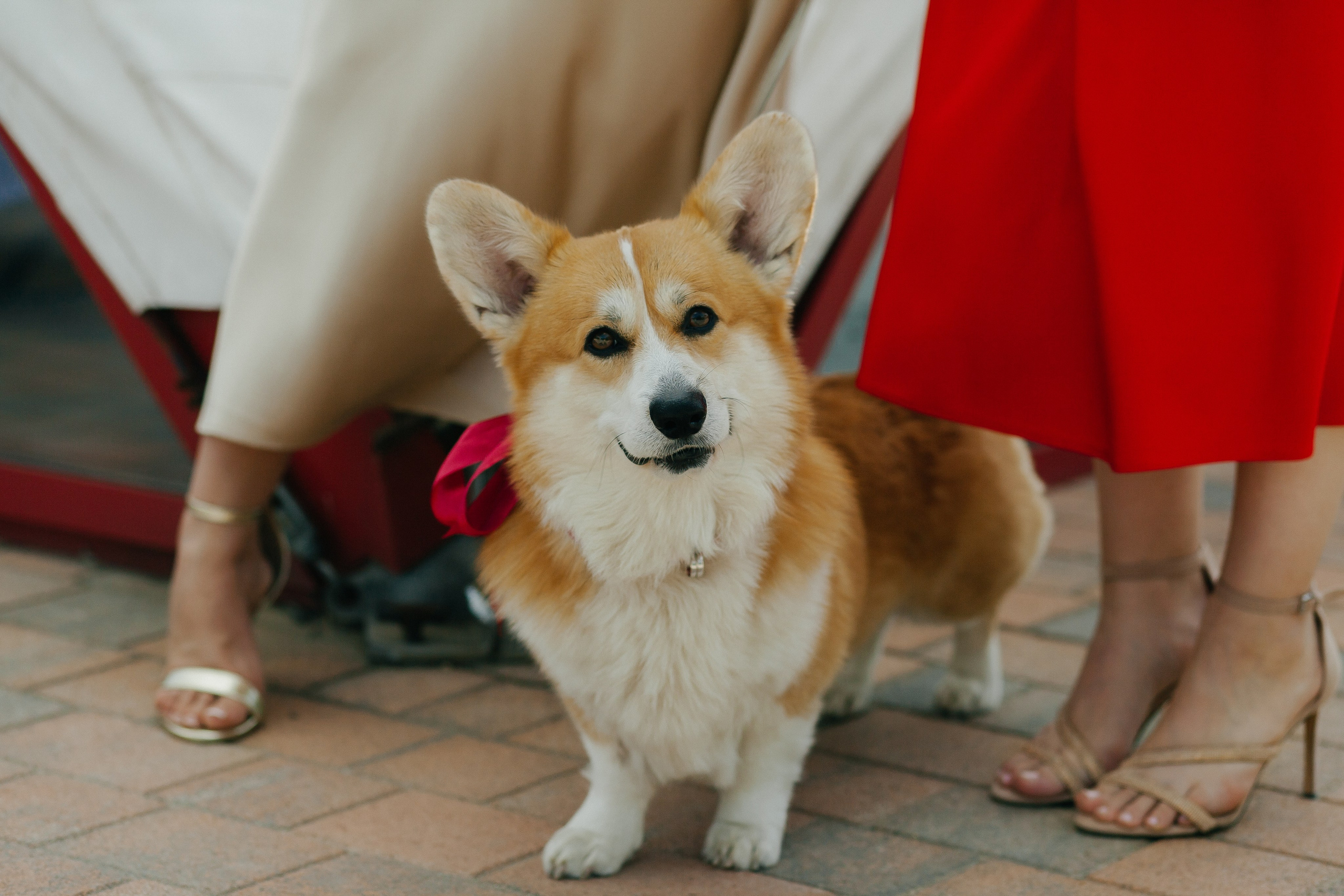 D & D. Фотограф Ольга Сапронова. Свадебный фотограф Ольга Сапронова