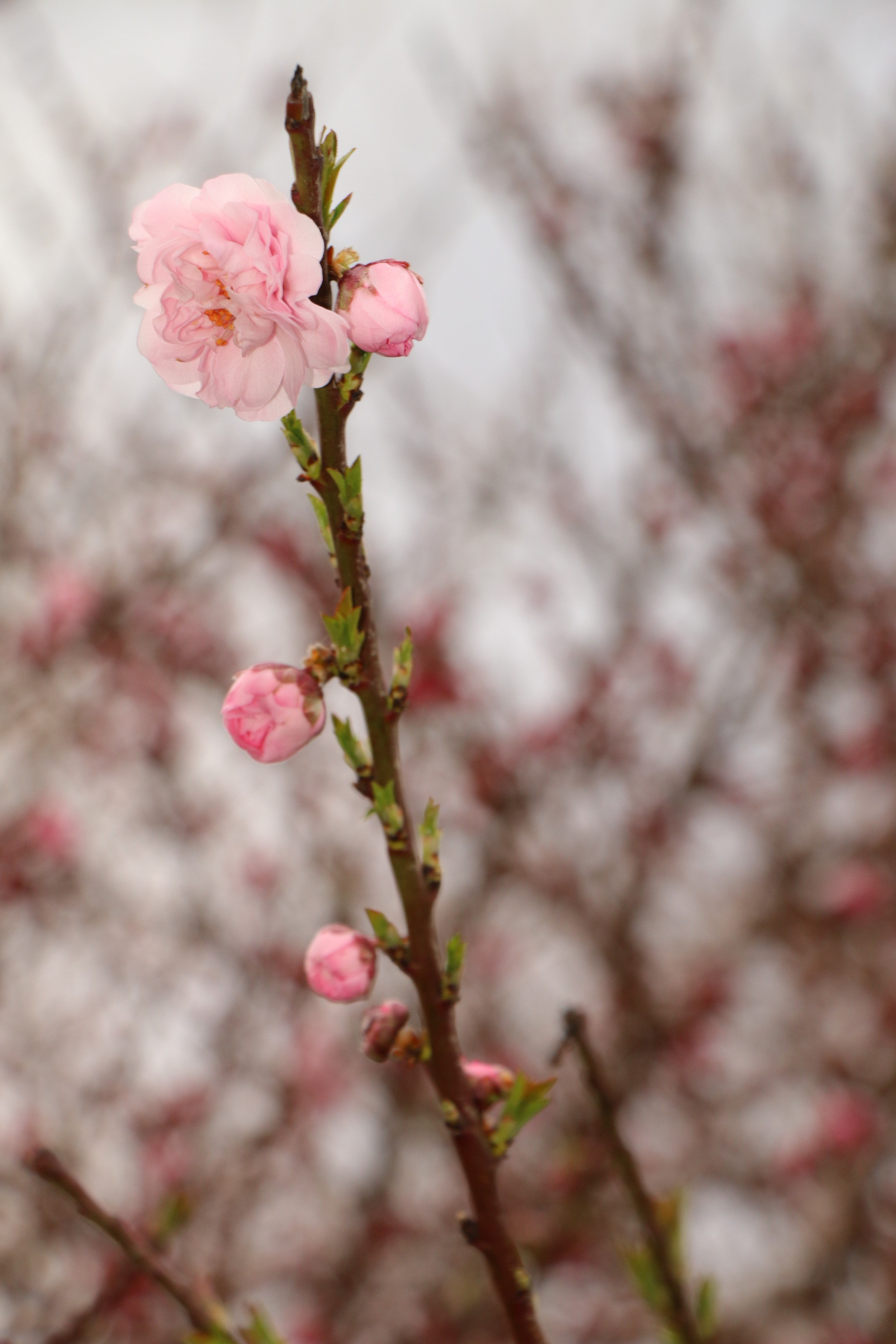 Природа. Семейный и детский фотограф в Ялте Ольга Солерина