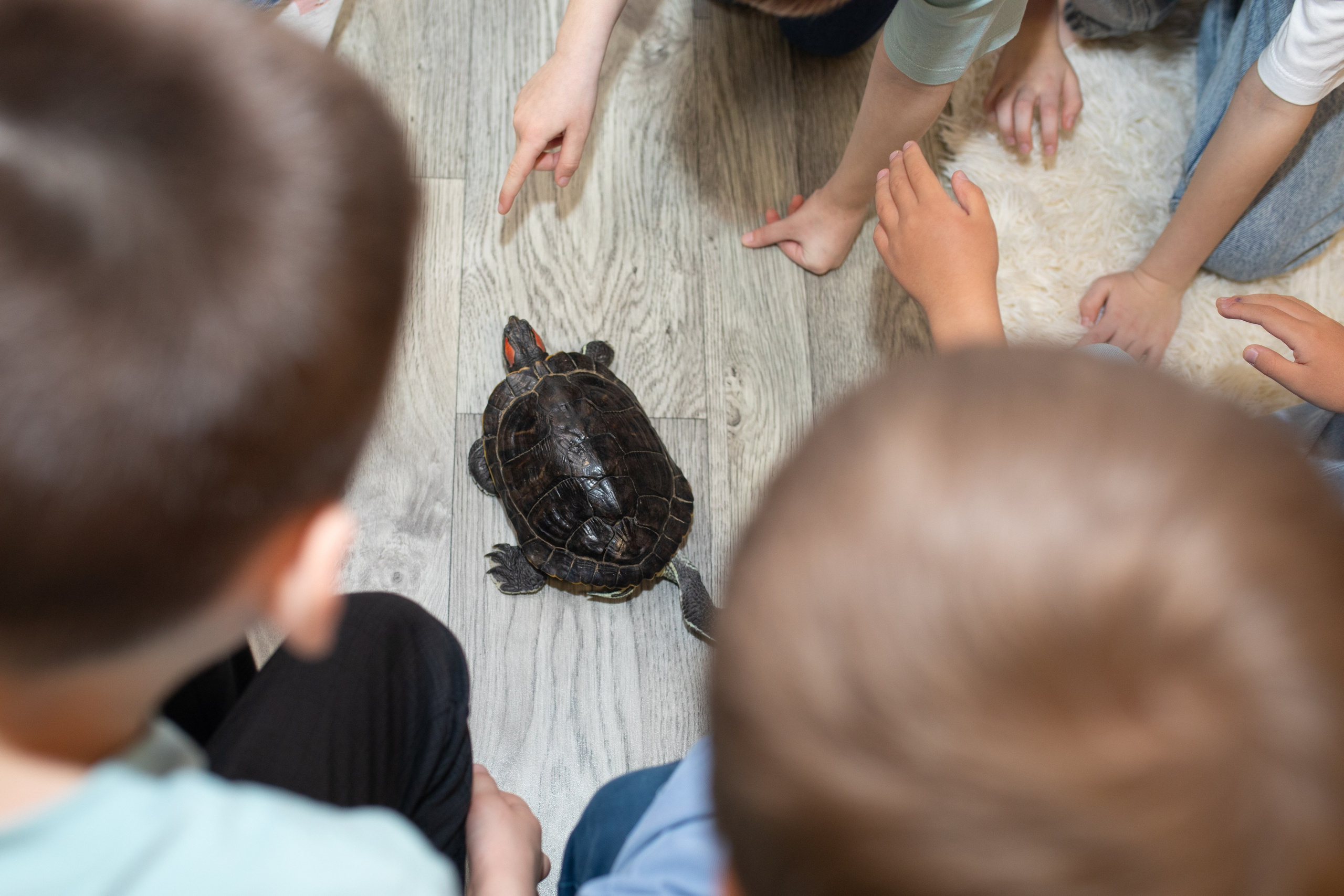 Пингви лофт. Фотограф в Новосибирске Ася Зверева
