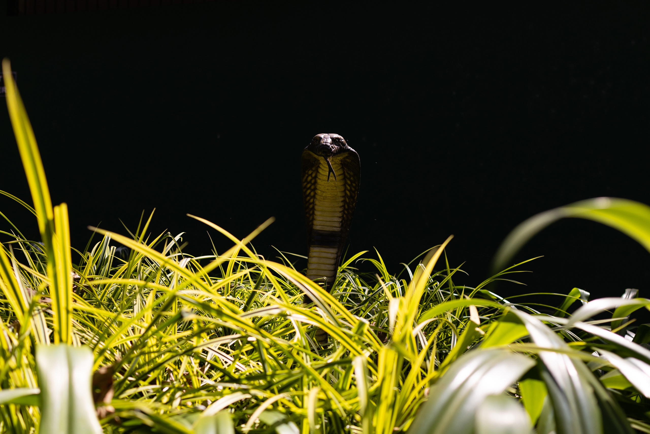 ГОА 2024. Руслан Плахтеев