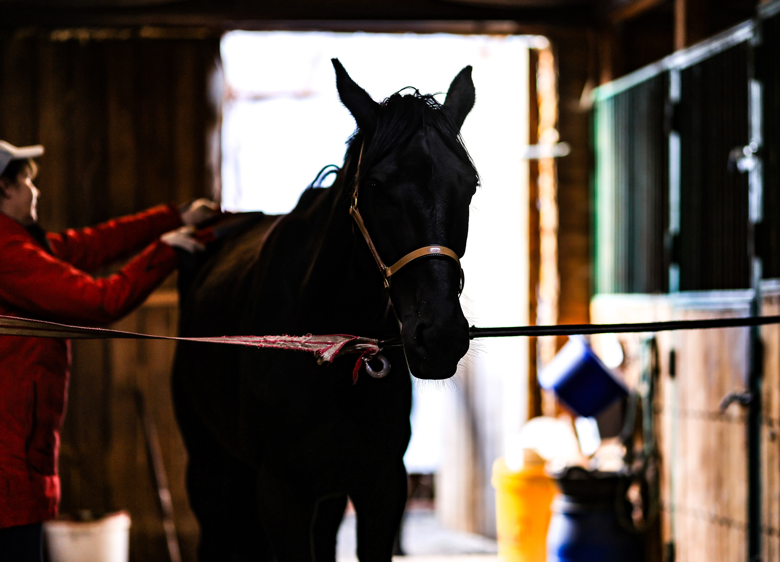 На конюшне 1. Фотограф репортажей и стритфотосессий в Москве Людмила Смирнова