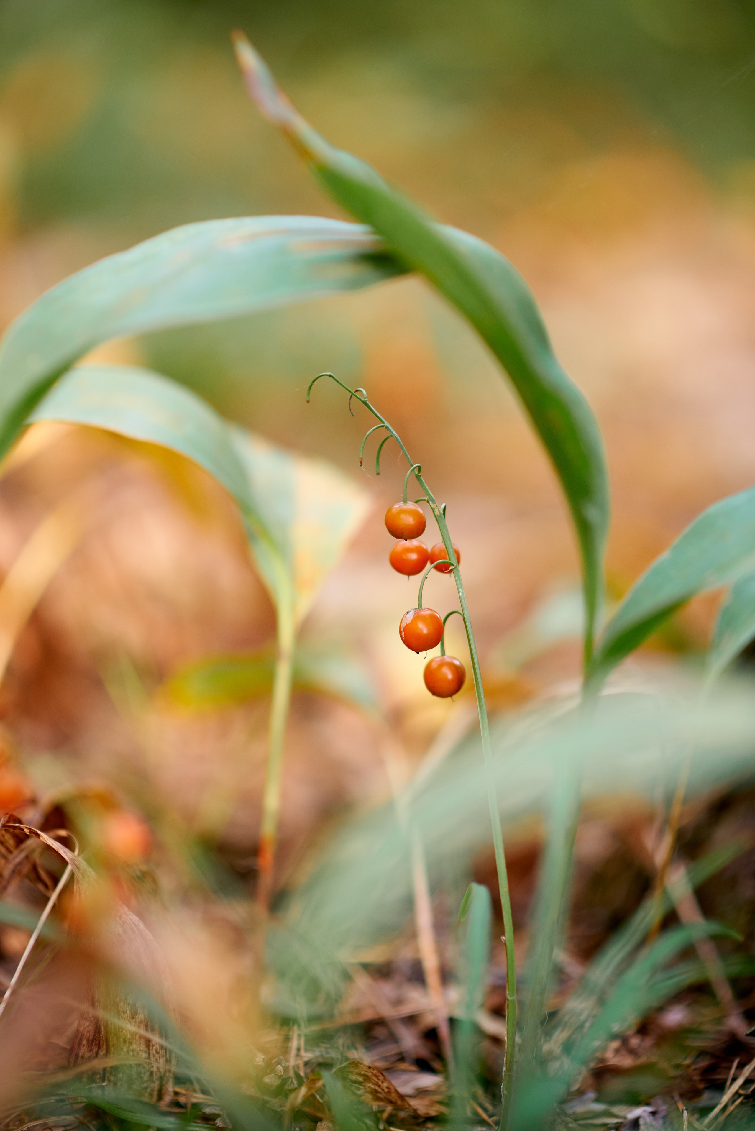 А & А. Семейный и детский фотограф в г. Ногинске Ангелина Хасанова