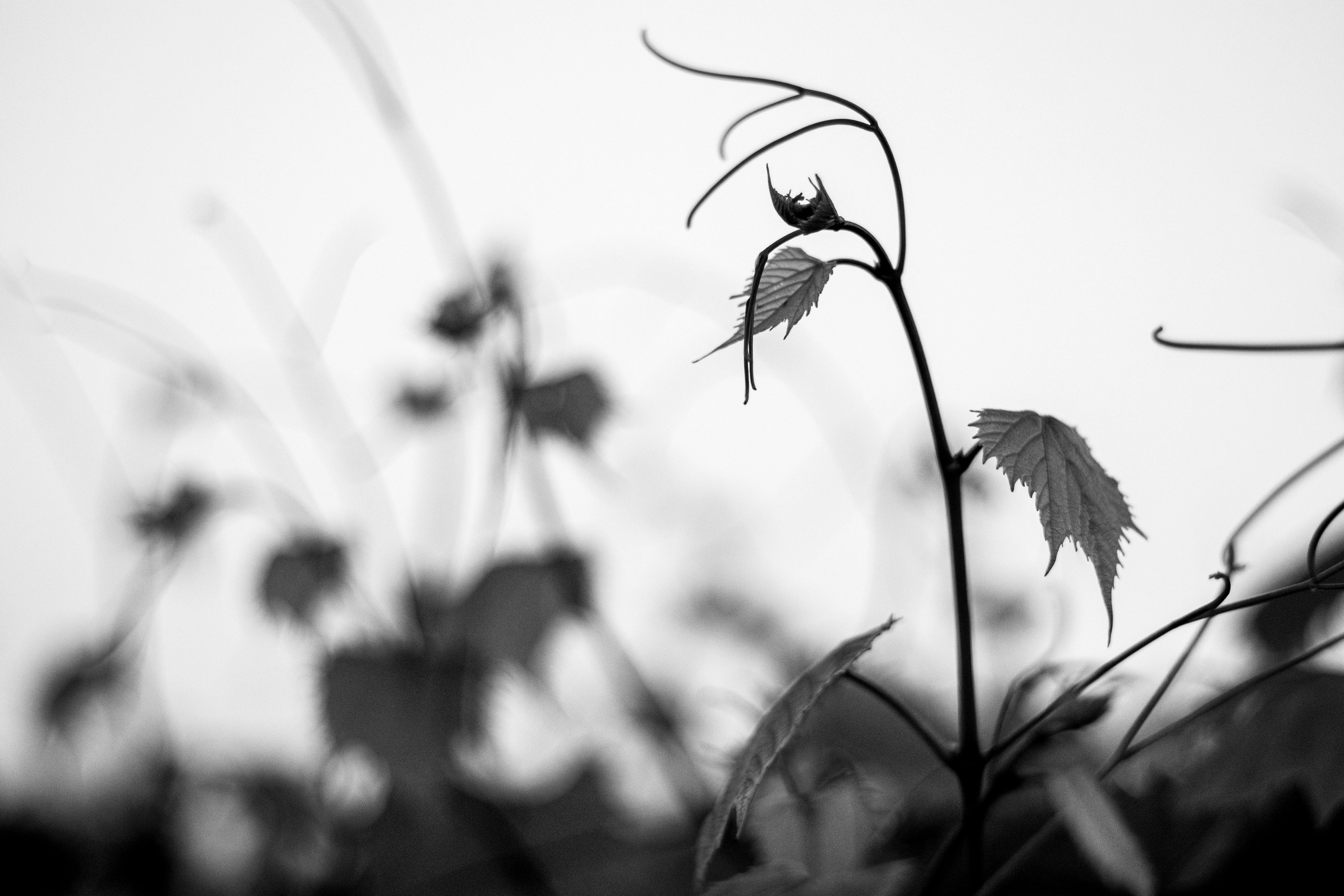 八月的花园 – 充满温暖与色彩的夏日自然摄影