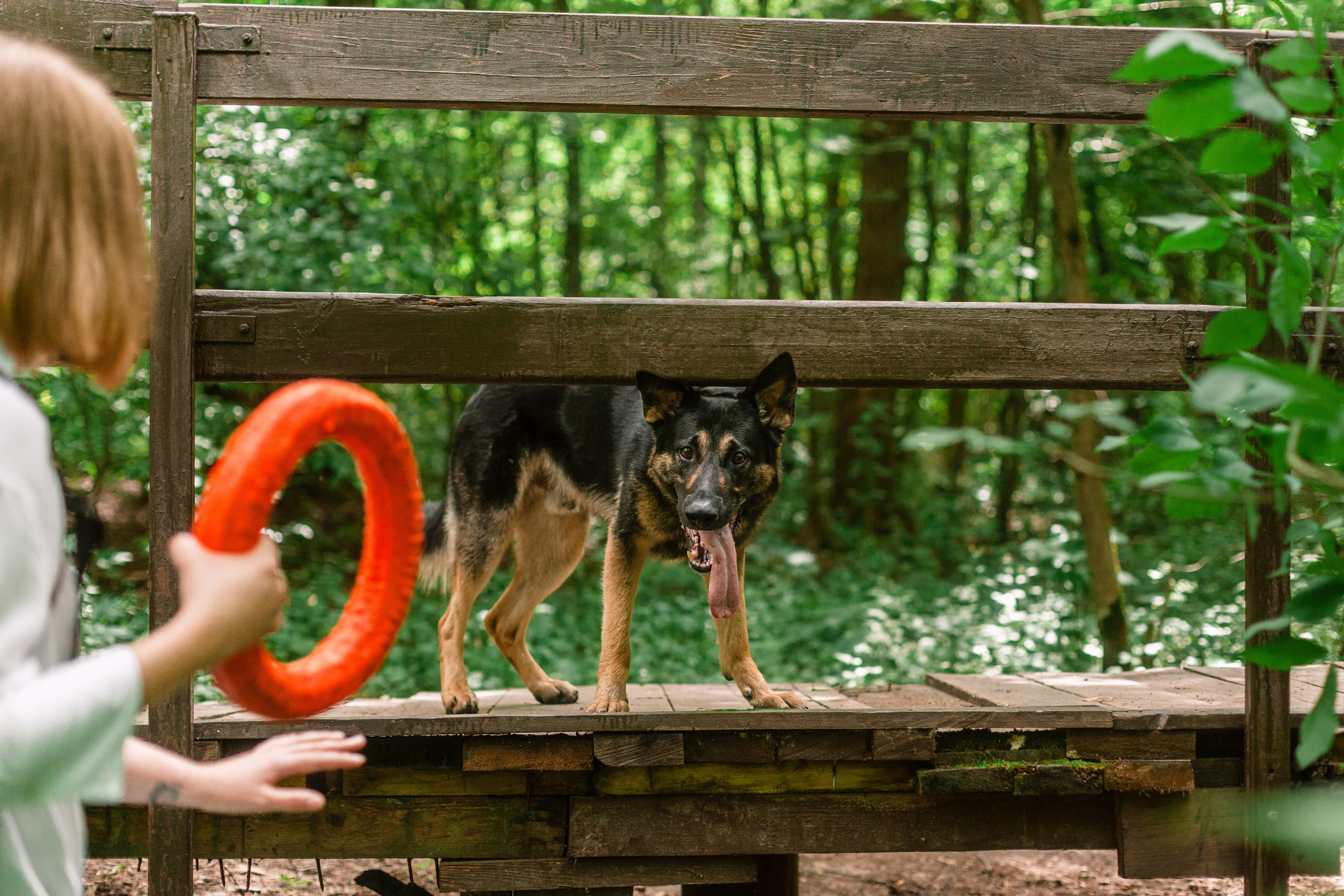 Лесная летняя фотопрогулка. Фотограф-анималист Татьяна Степанова