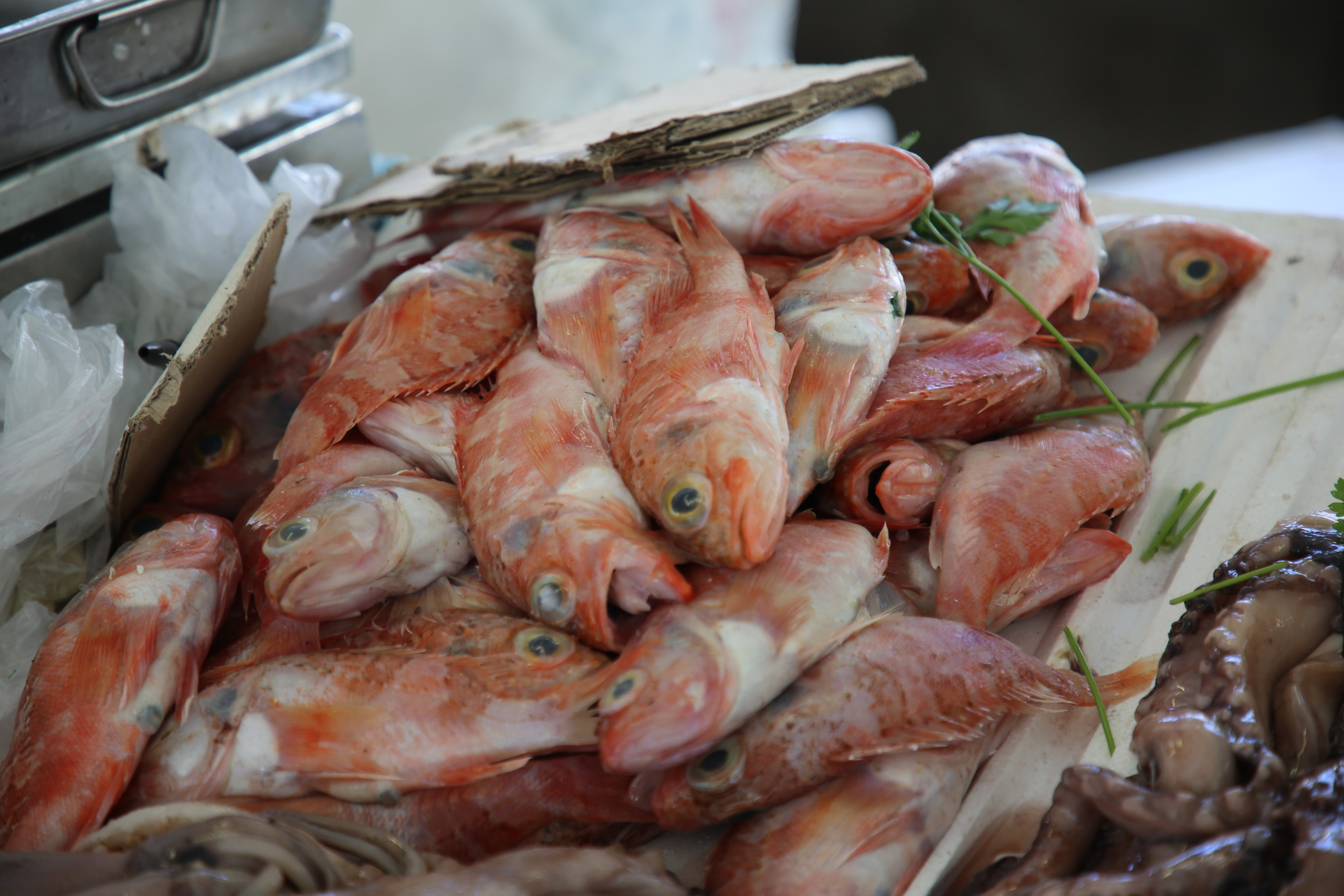 Espihnio, Portugal. Andrey Filippov Photographer