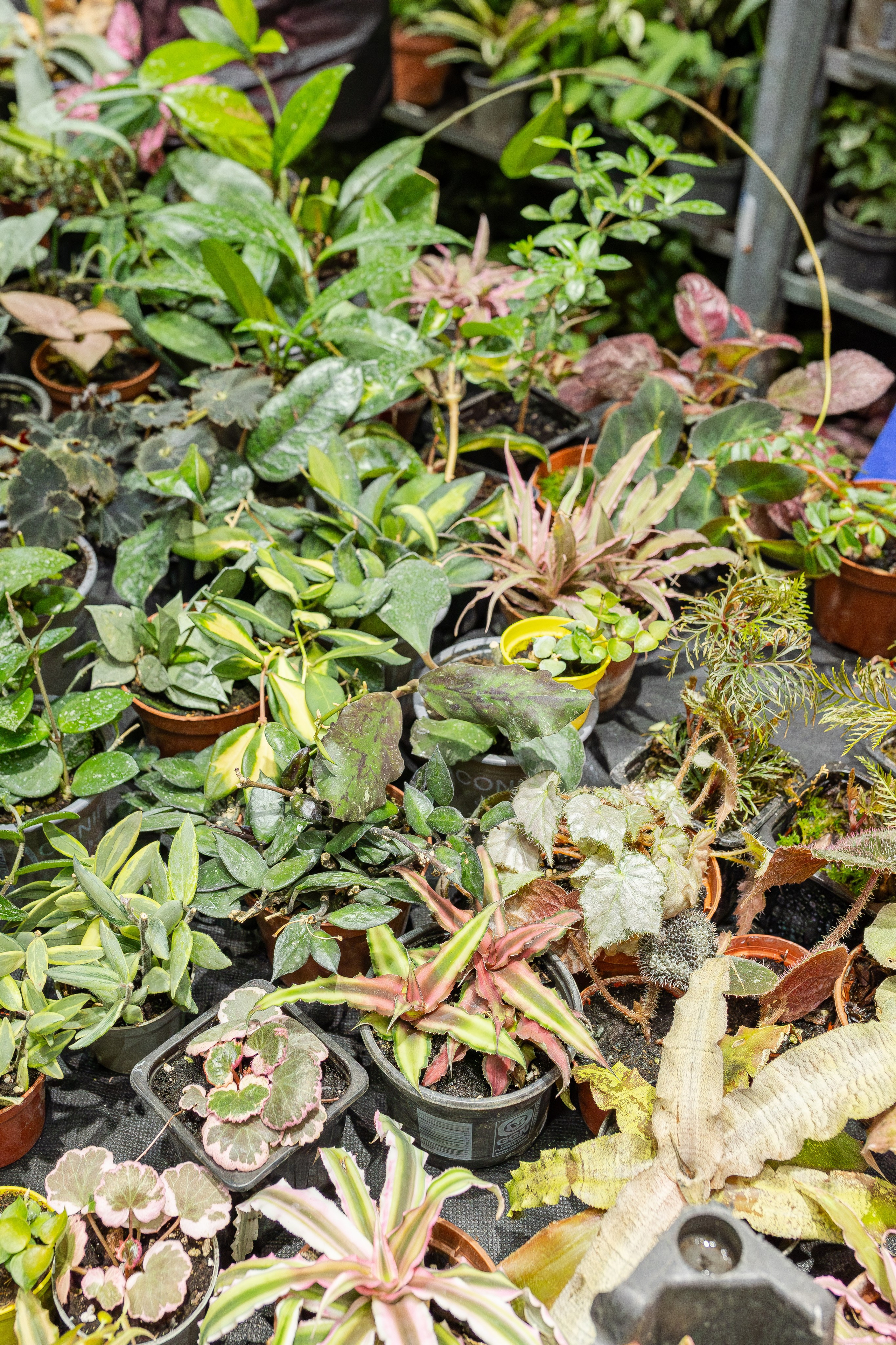 Монстериум апрель 2026. Александра Куликова фотограф, Москва