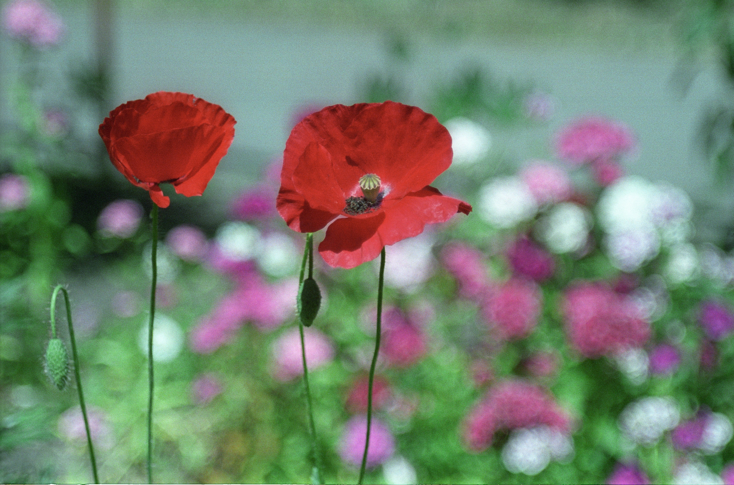 Лето в городе. Фотограф в Санкт-Петербурге Березовский Даниил