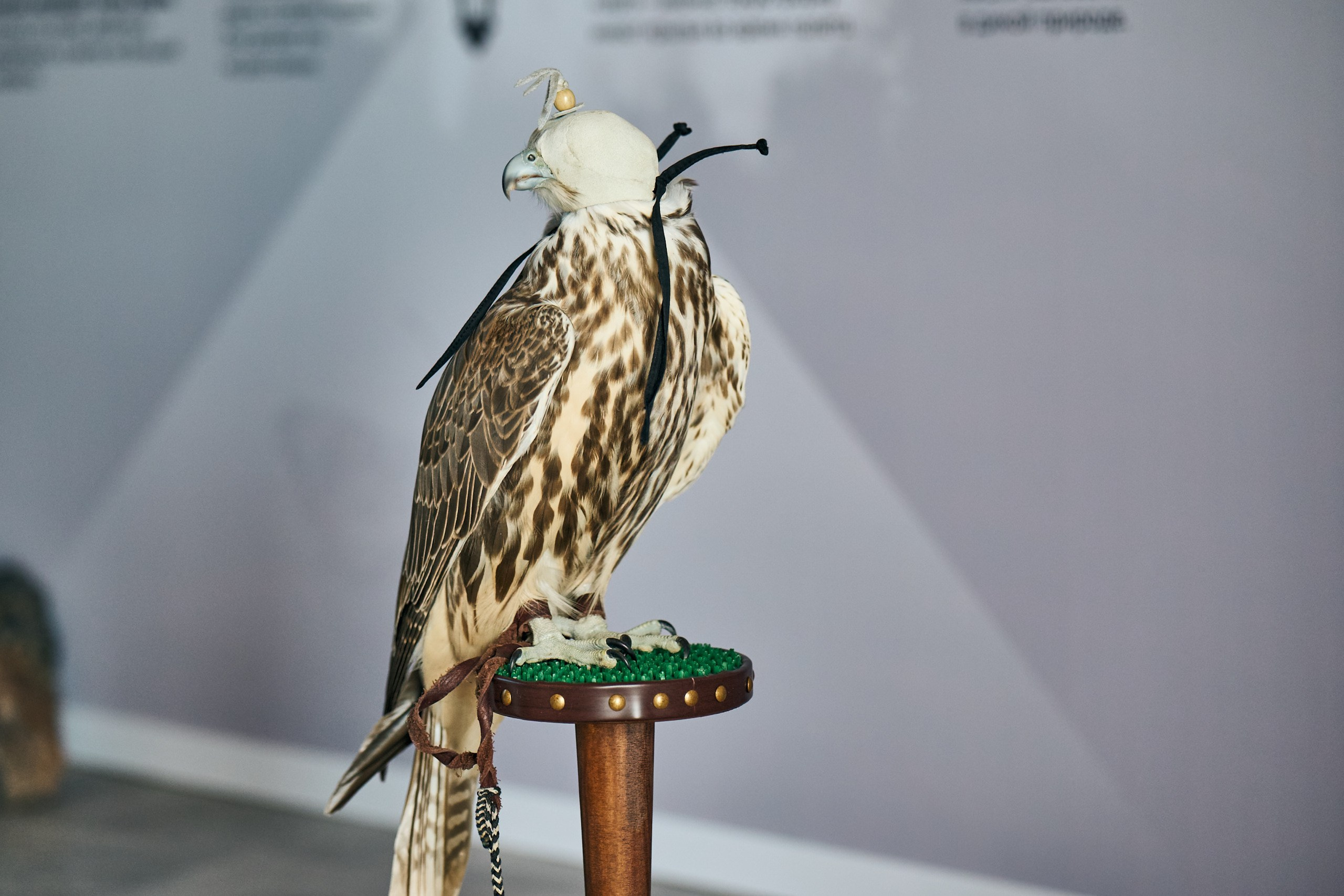 Вэф молодежный день. Профессиональный репортажный фотограф Инесса Иминова