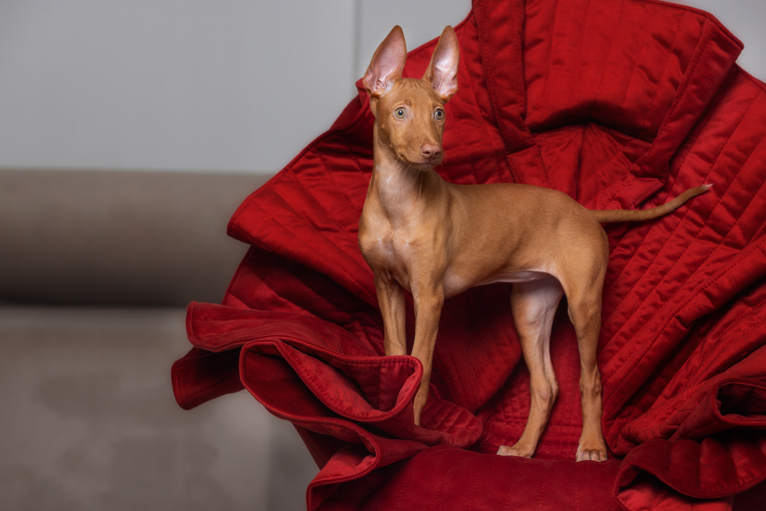 Собаки и не только. Фотограф Алена Звездина