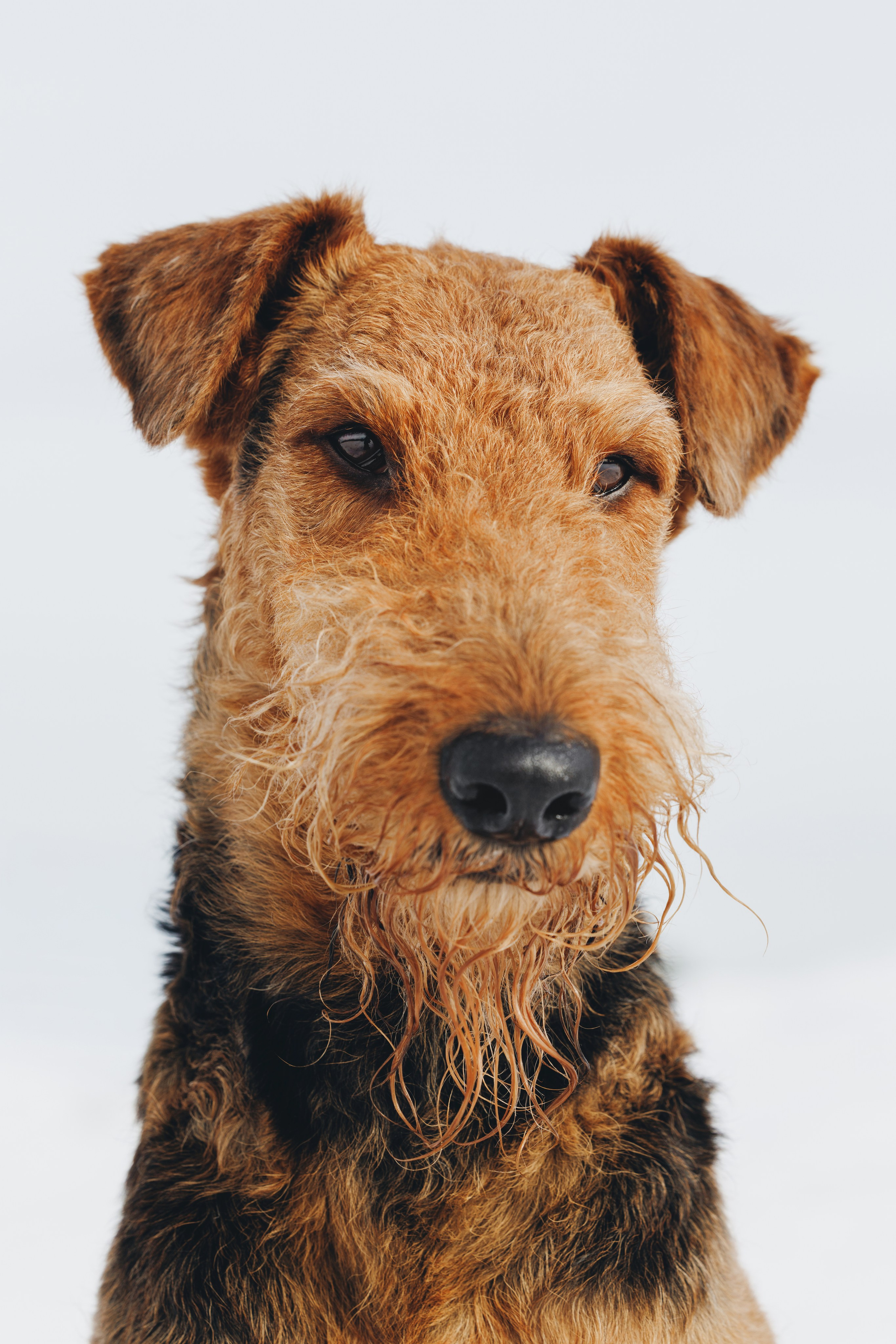 Оля и Хард. Фотограф анималист Осипчикова Мария