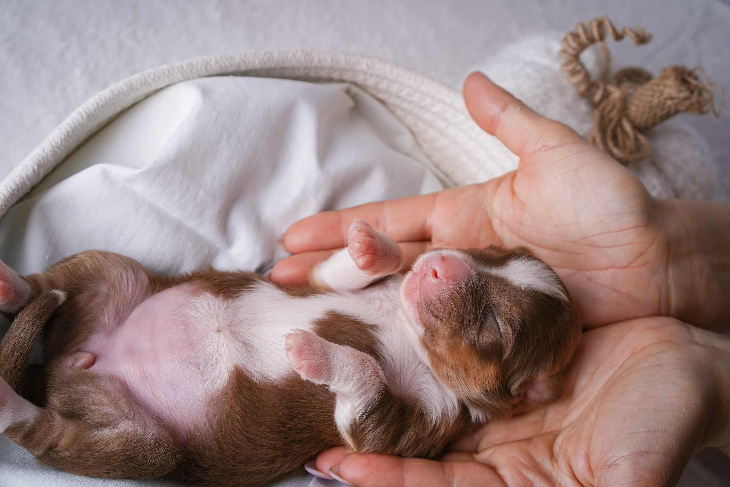 Щенули аусси. Фотограф-анималист в Санкт-Петербурге Яна Мартынова