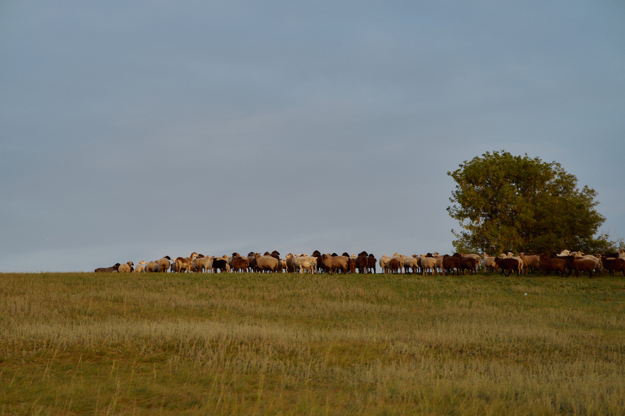 Шамиль, Аня и Марс в поле с барашками. Семейный и свадебный lifestyle-фотограф в Москве Мария Петрова