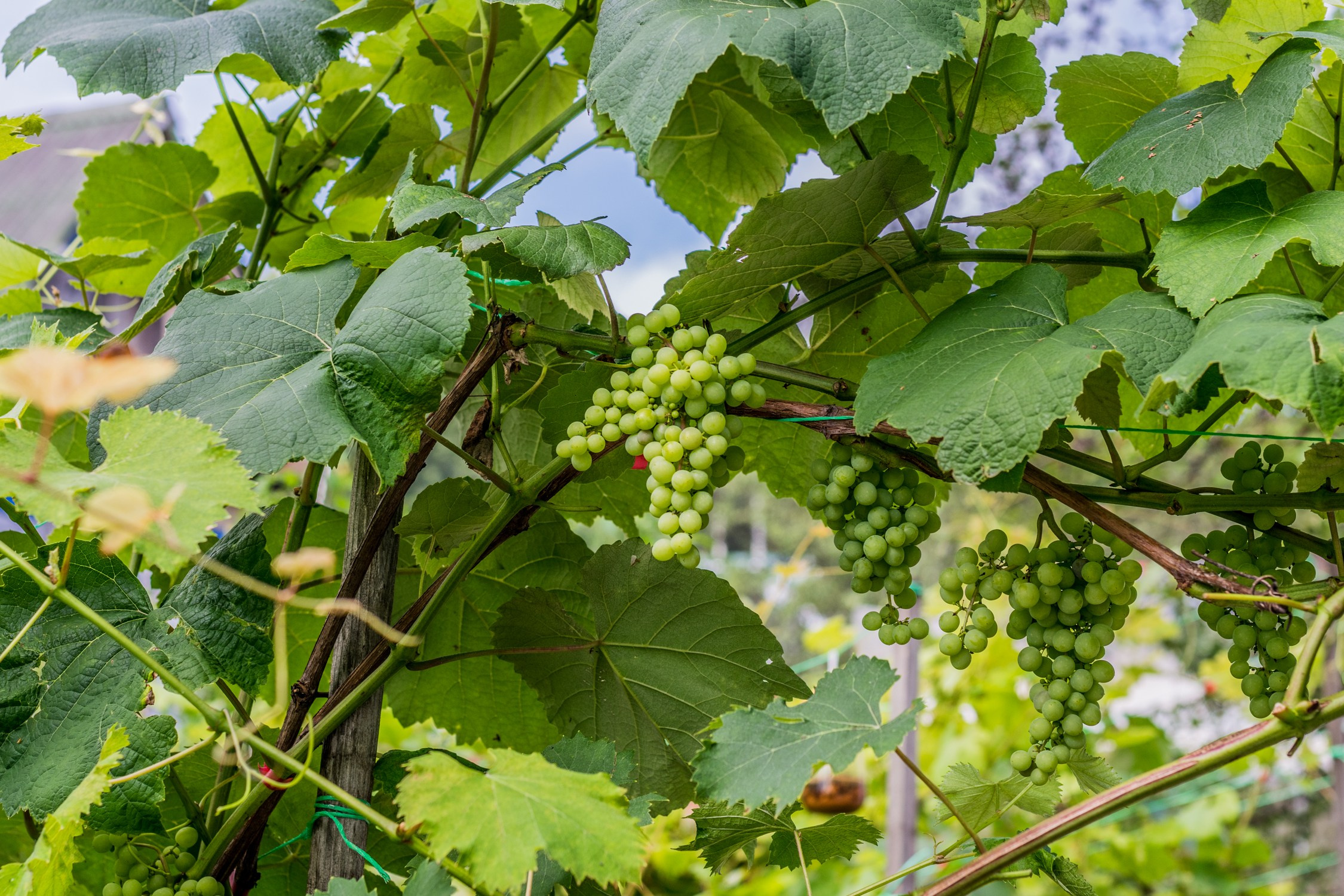 Антон Курдюмов фотограф в Хабаровске Рина Курдюмова фото27 foto27 Антон Дорофеев репортажный репортаж документалист Тони и Рина фотосоздатели Виноградники Хехцир 2024 Хабаровск виноград дикий фермер фермерство дачный сезон