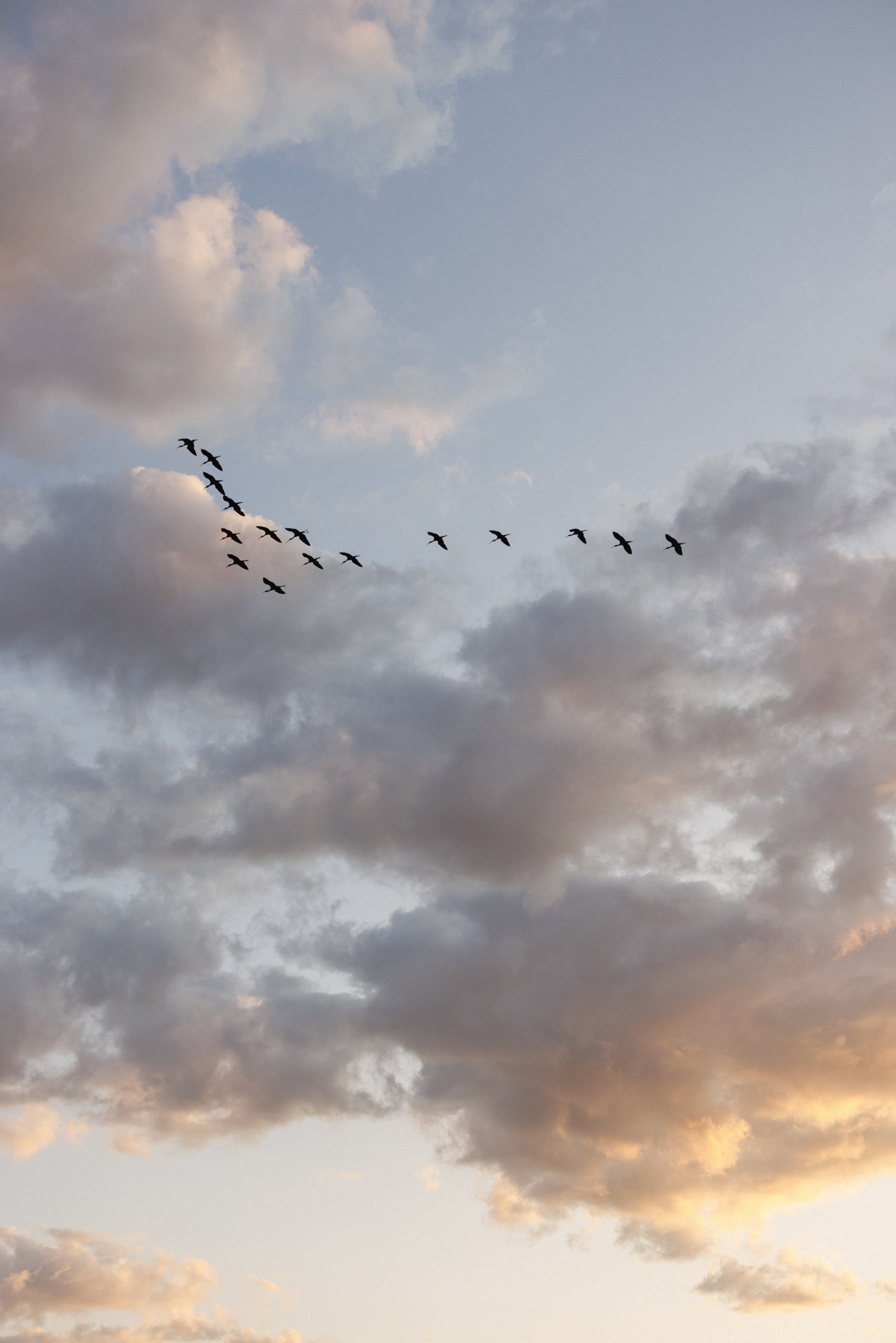 Пшеничное поле, семьи. Семейный и детский фотограф в Краснодаре Анна Трашкова