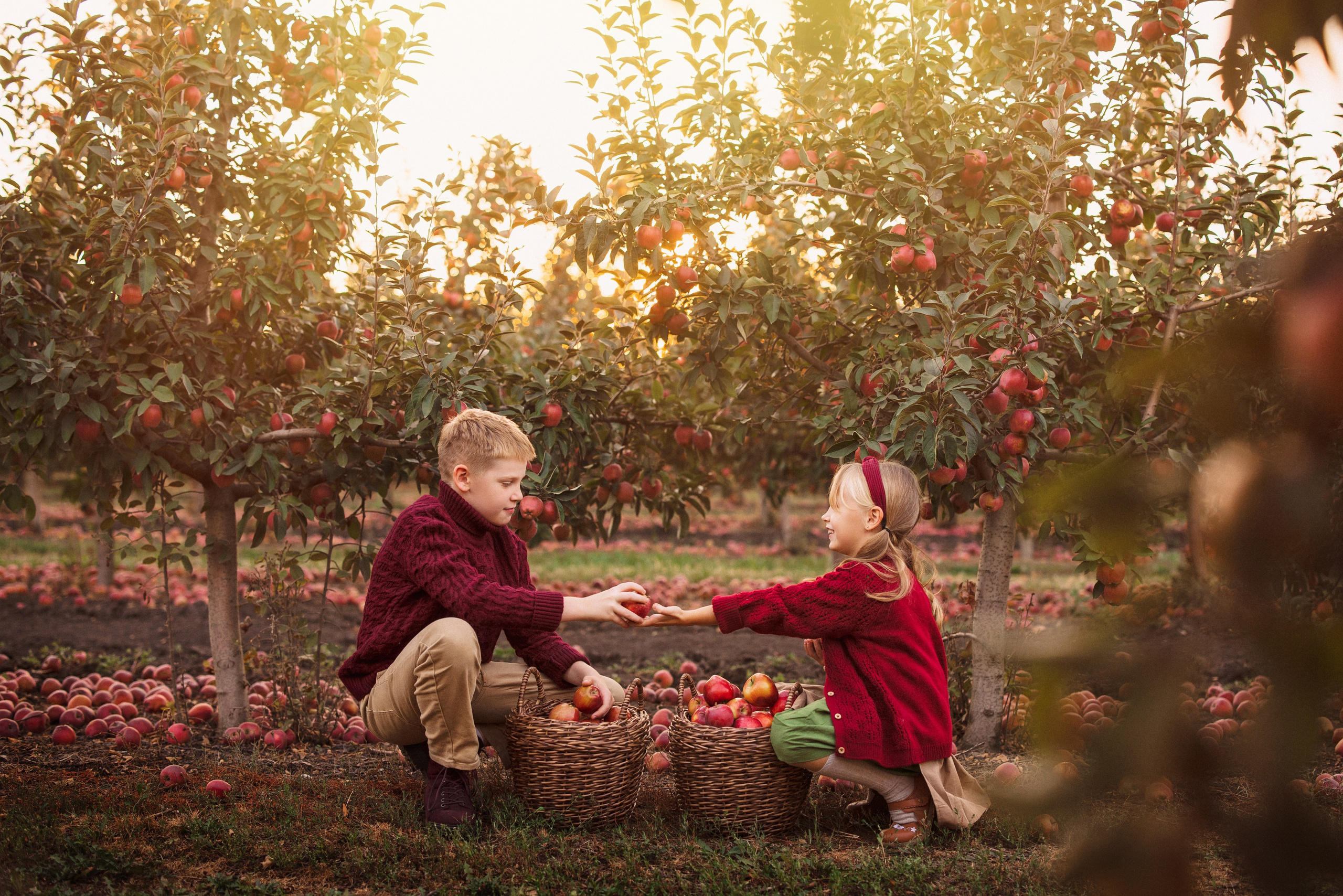 Сбор урожая Яблок. Семейный и детский фотограф в Краснодаре Анна Трашкова