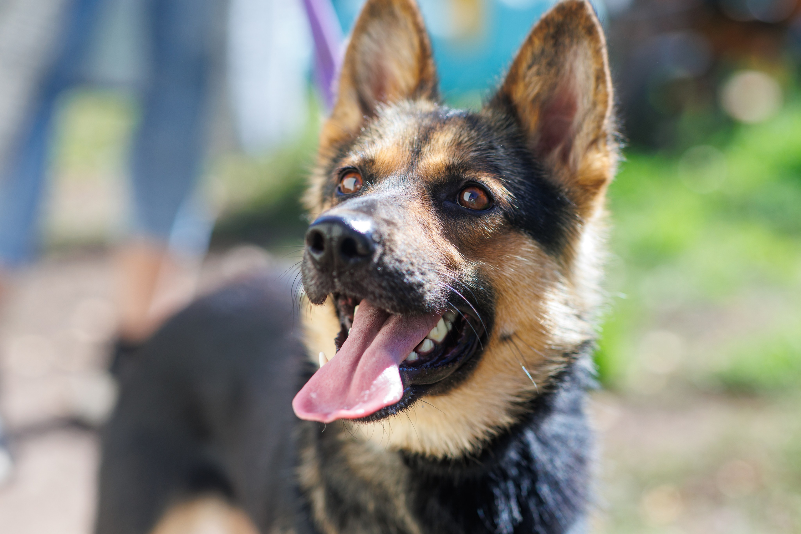 Животные. Фотограф в Твери и Москве Юлия Бахтамова