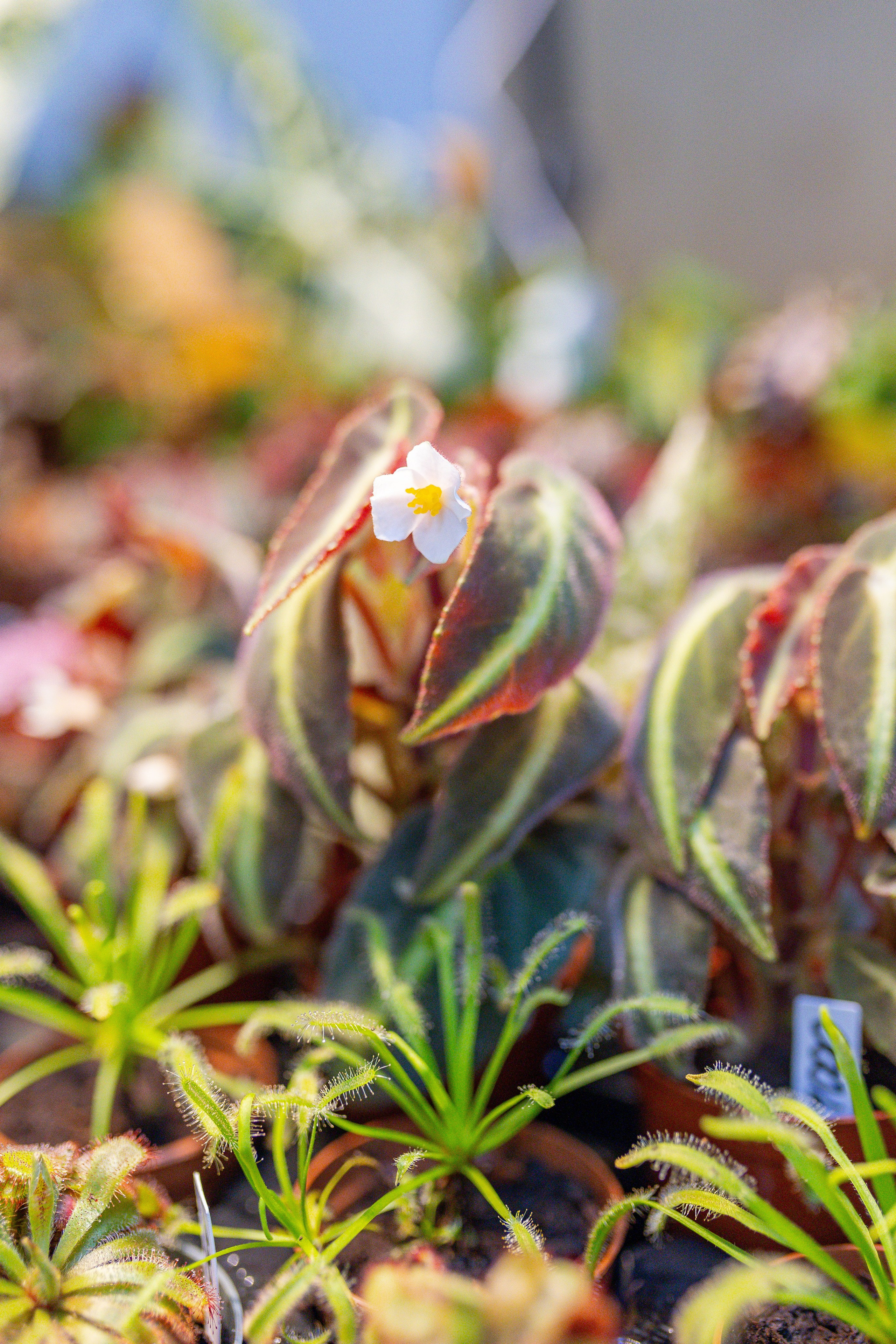 Орхидиум 12.2025. Александра Куликова фотограф, Москва