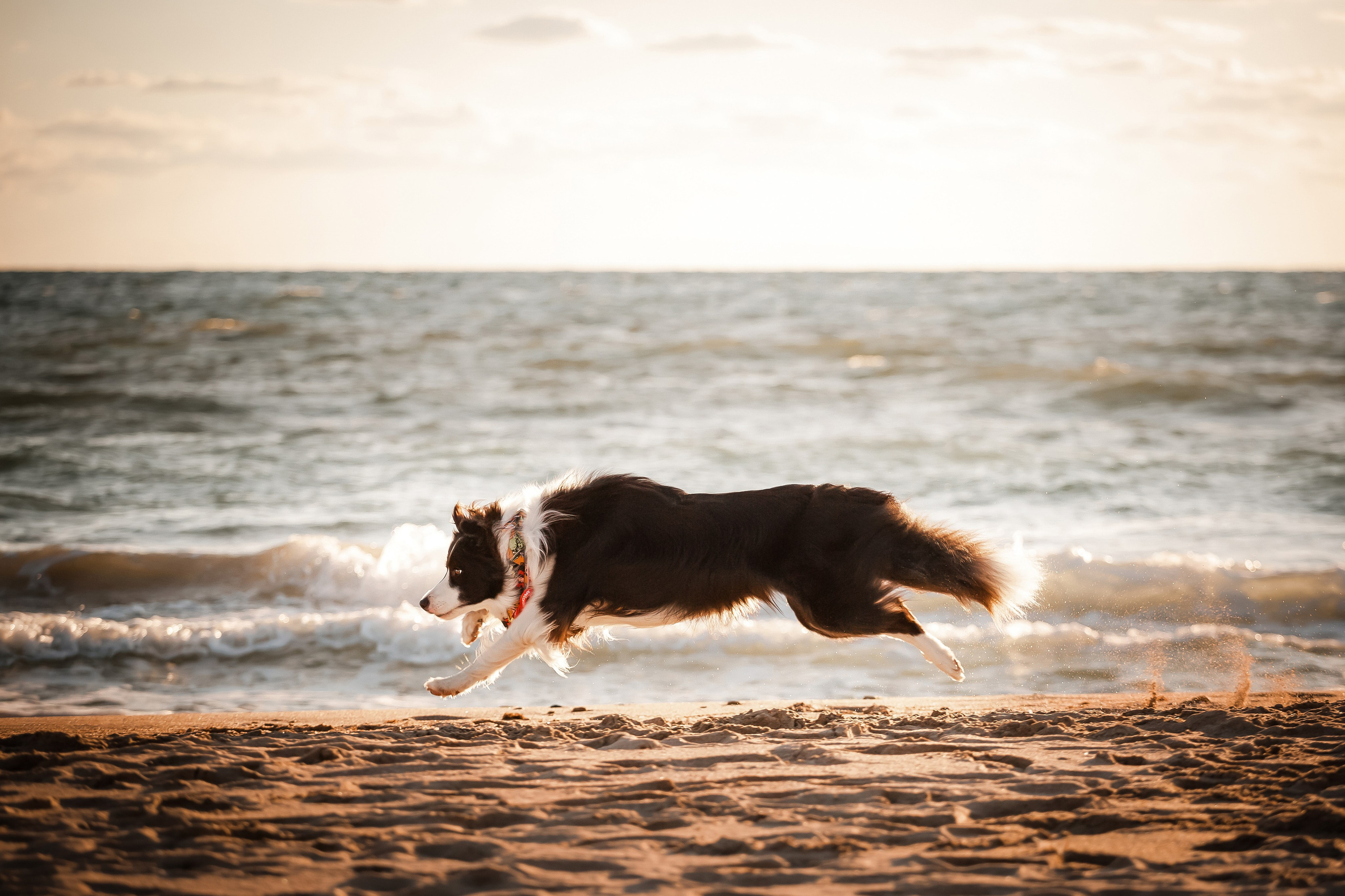 Экстерьерная съёмка Краснодар. Фотограф-анималист в Краснодаре Маша Мельникова