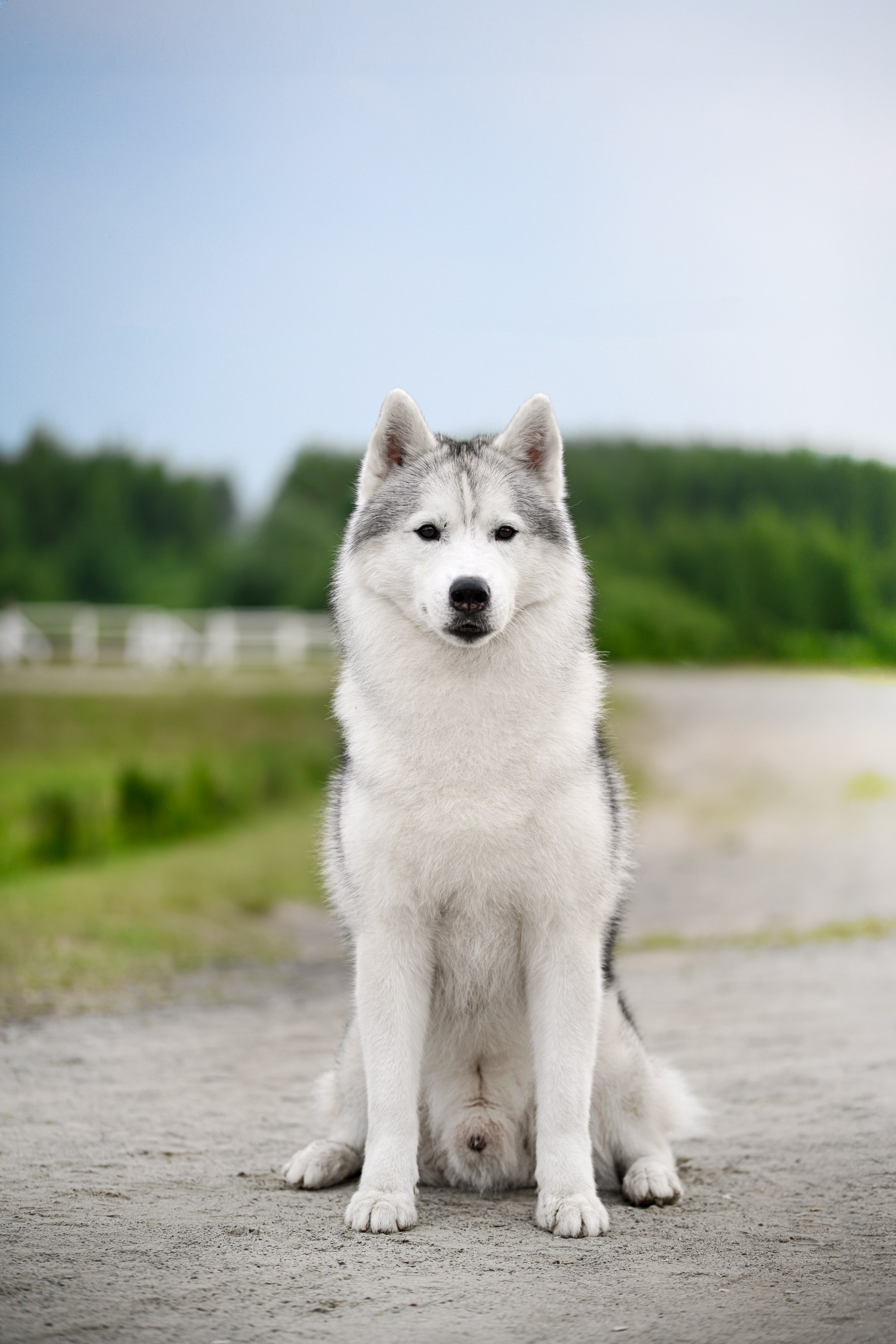 Собаки. FASHION ФОТОГРАФ КАЗАНЬ