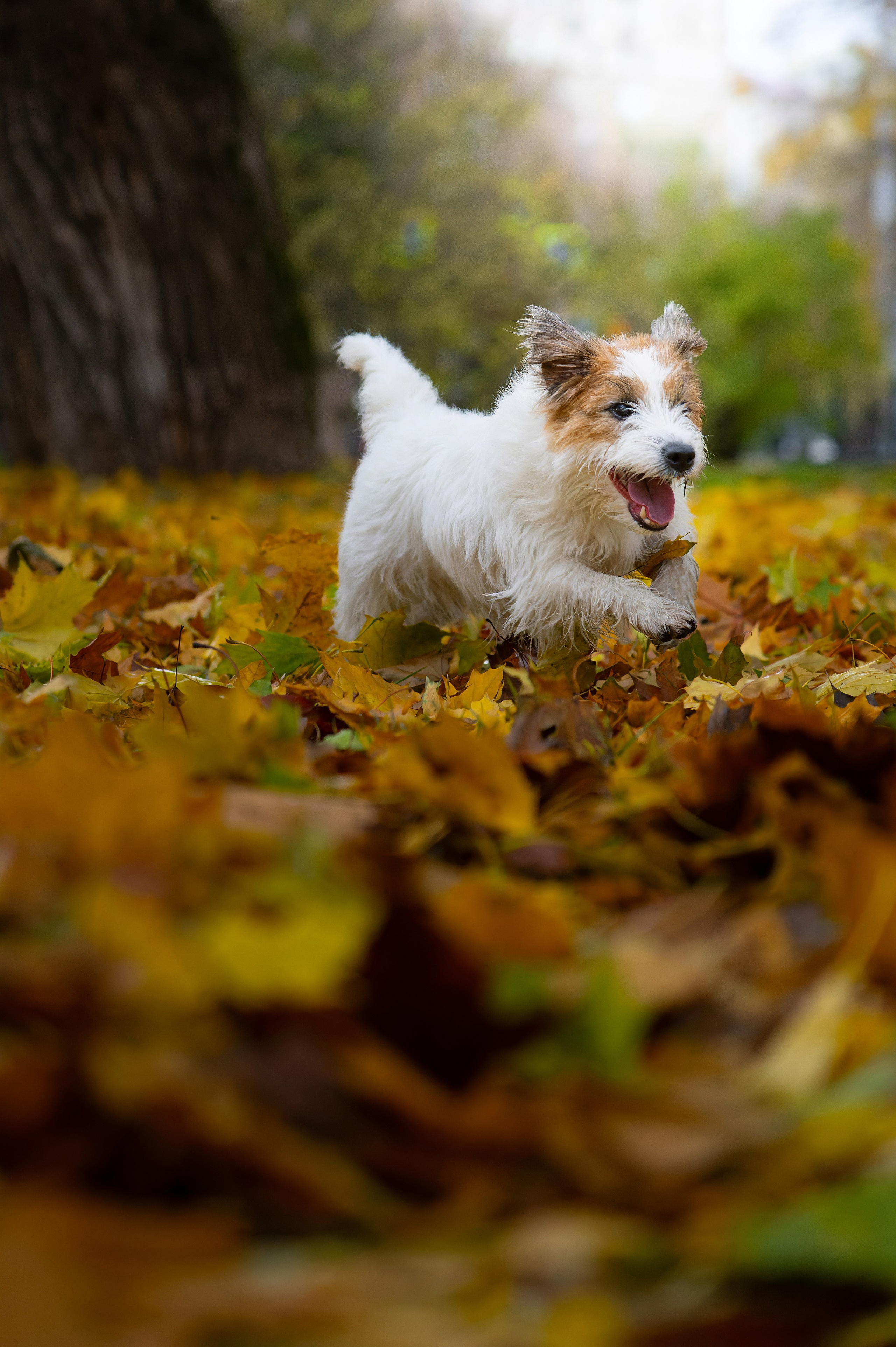 Птицы и животные. Oles Paritskiy