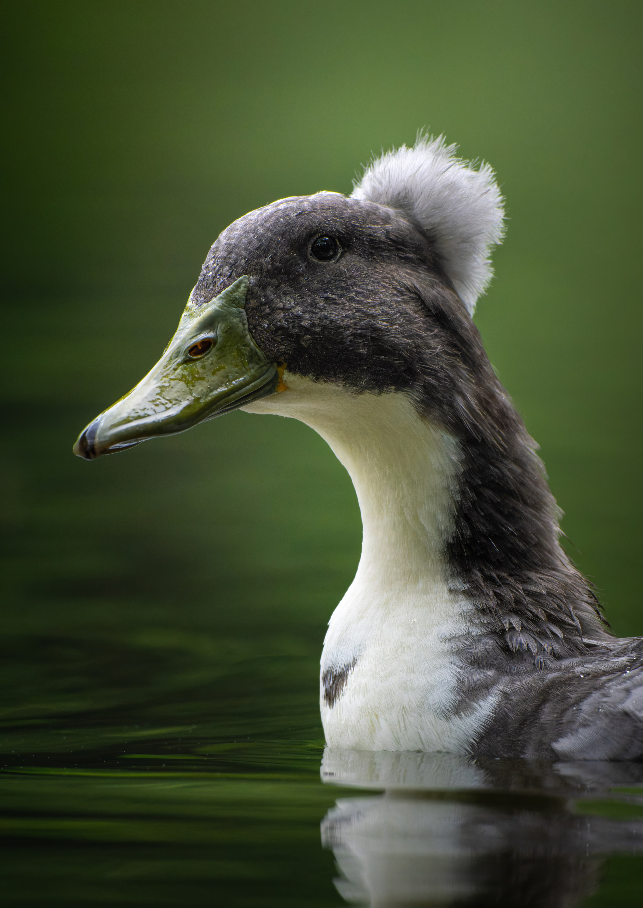 Птицы и животные. Oles Paritskiy