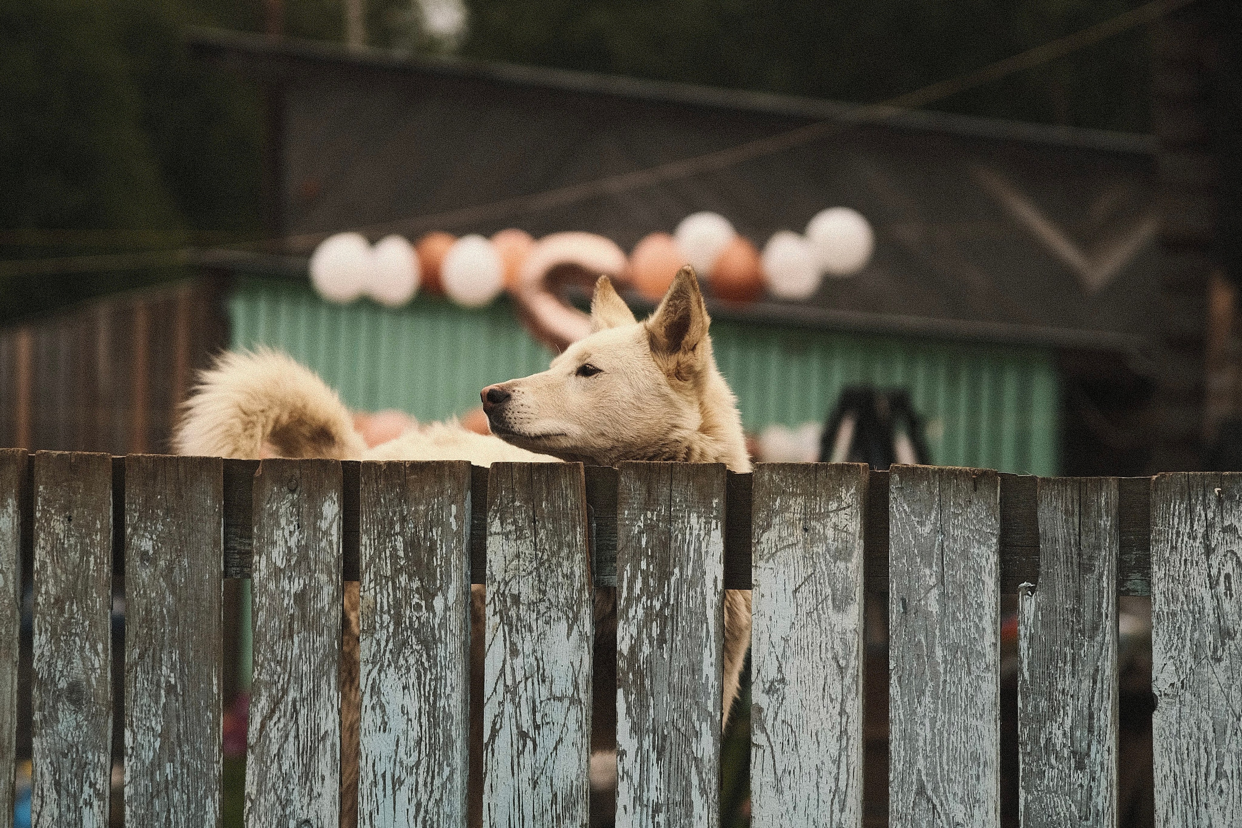 Стрит-фотография Сыктывкар. Фотограф-любитель из Кирова Андрей Погребняк