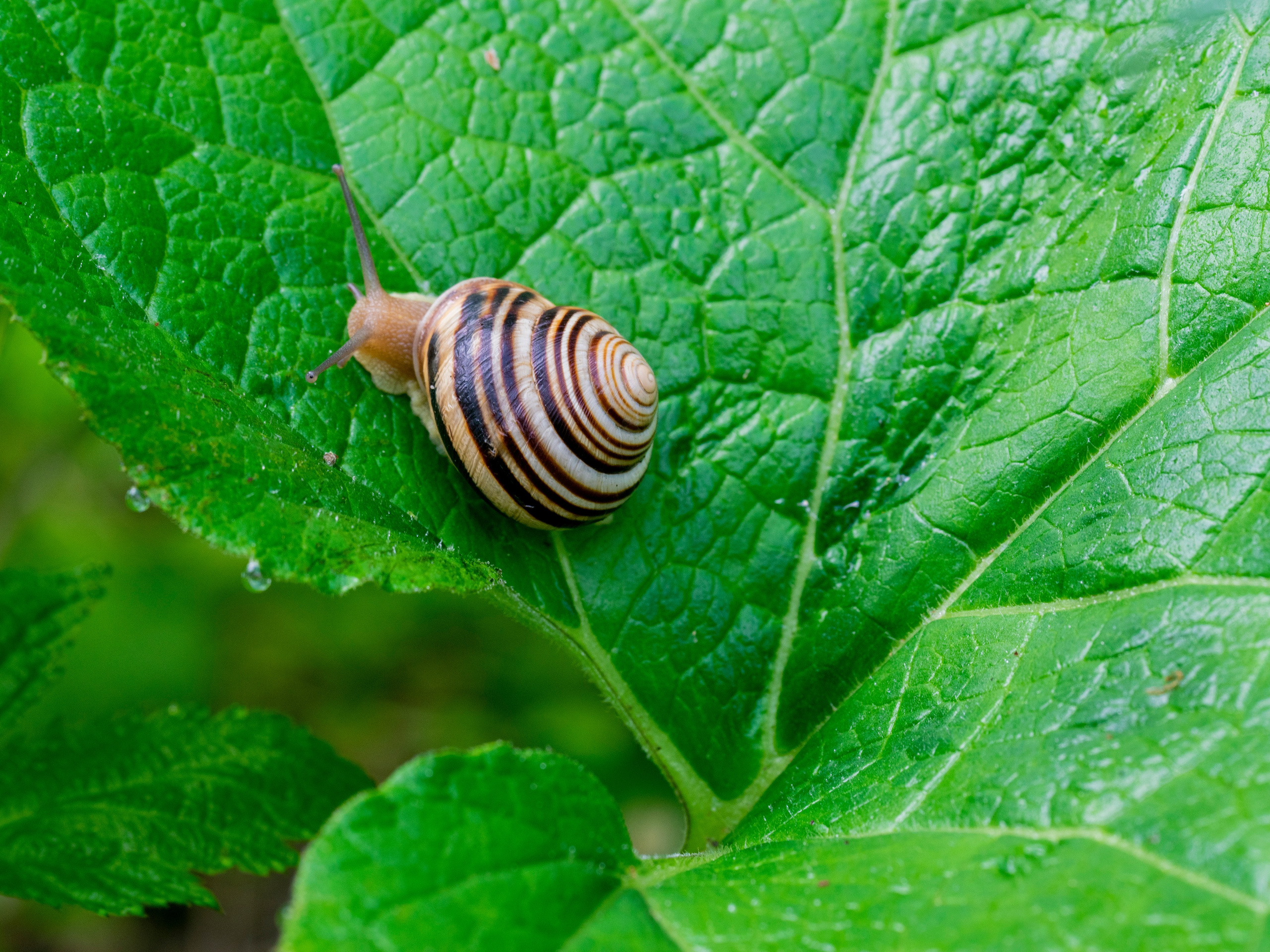 Насекомые. Фотограф Вадим Хмурковский