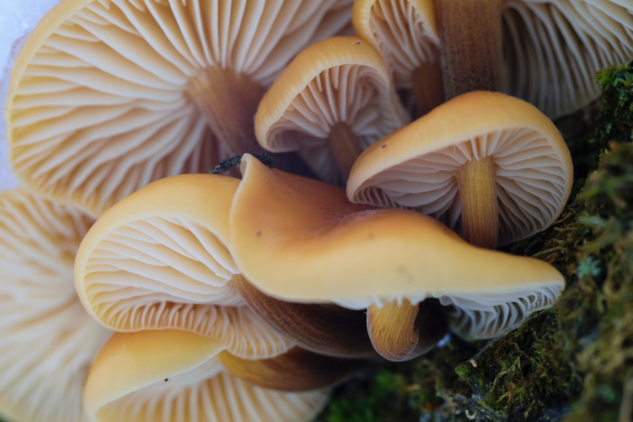 Грибы. Фотограф Вадим Хмурковский