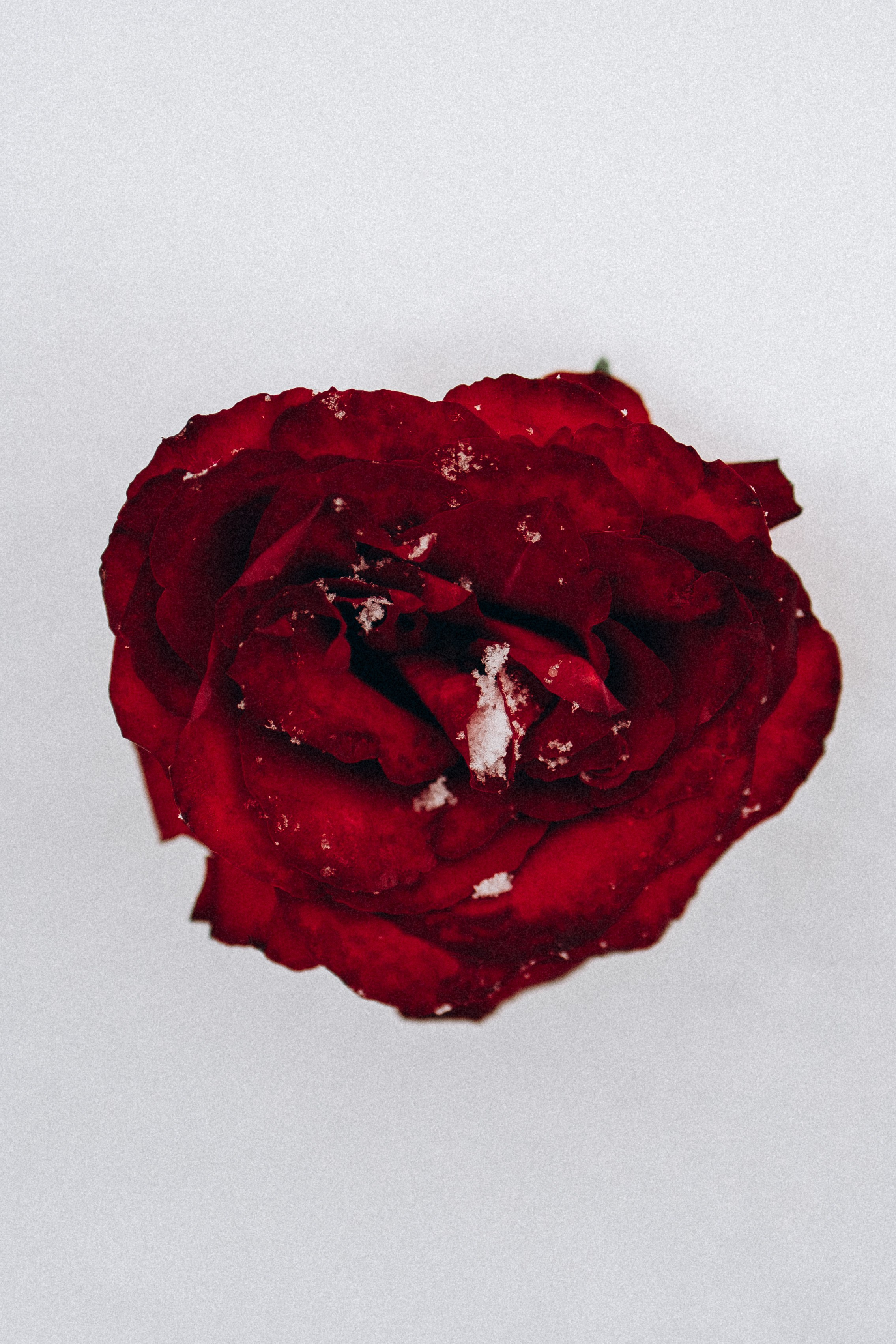 Настя и Тор. Фотораф — анималист Мария Шистка