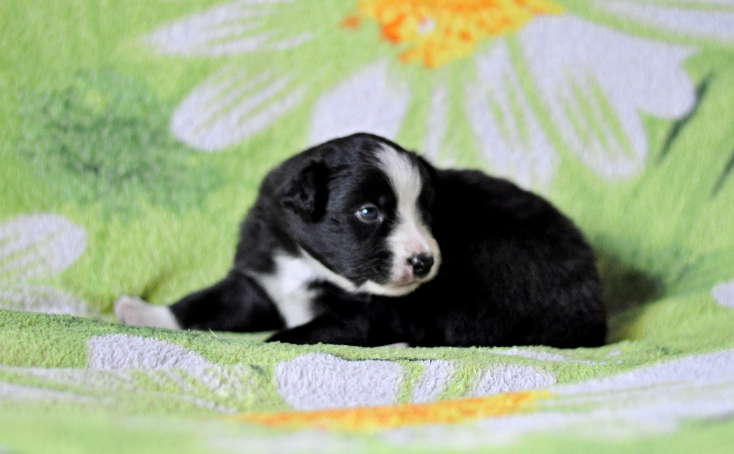 Хава. BLGKV питомник собак