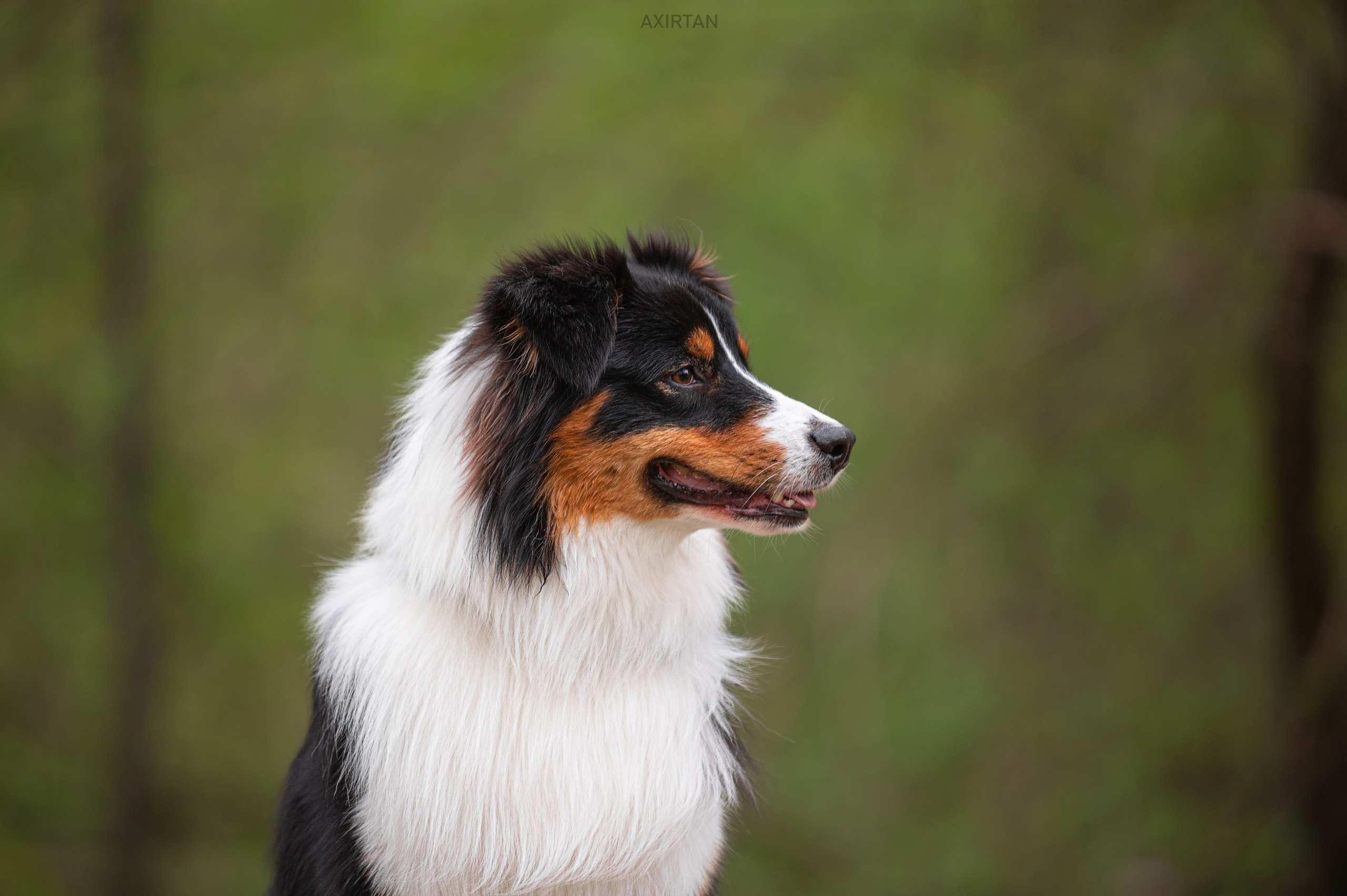 Рем. BLGKV питомник собак