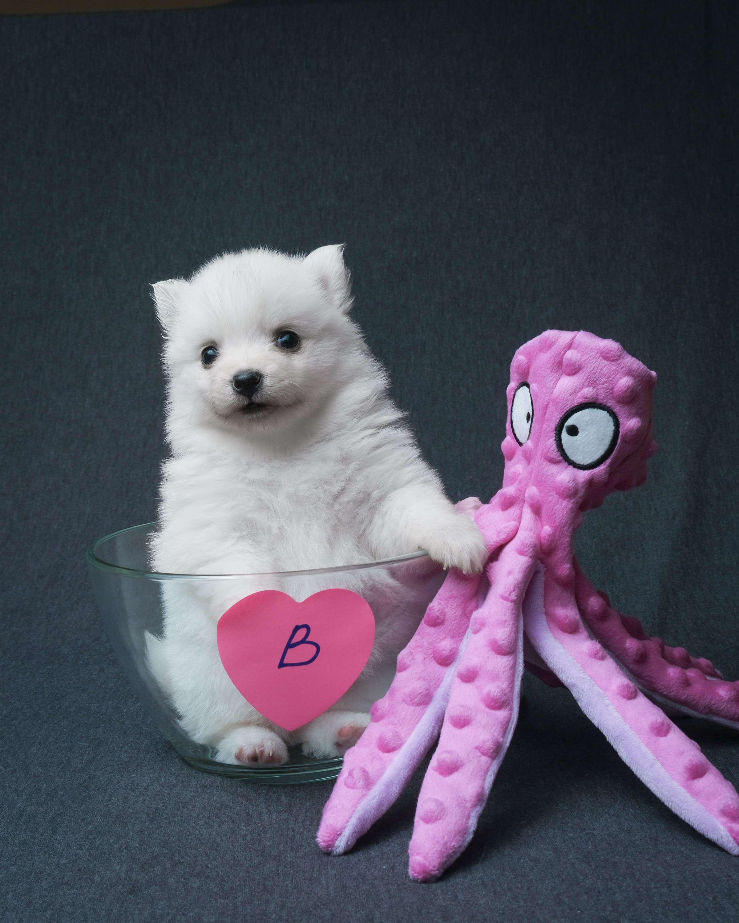 Съемка животных, собак, щенков, фото помета, портрет питомцев. Портретный и семейный фотограф в Перми Лена Лоза. Портрет для бизнеса