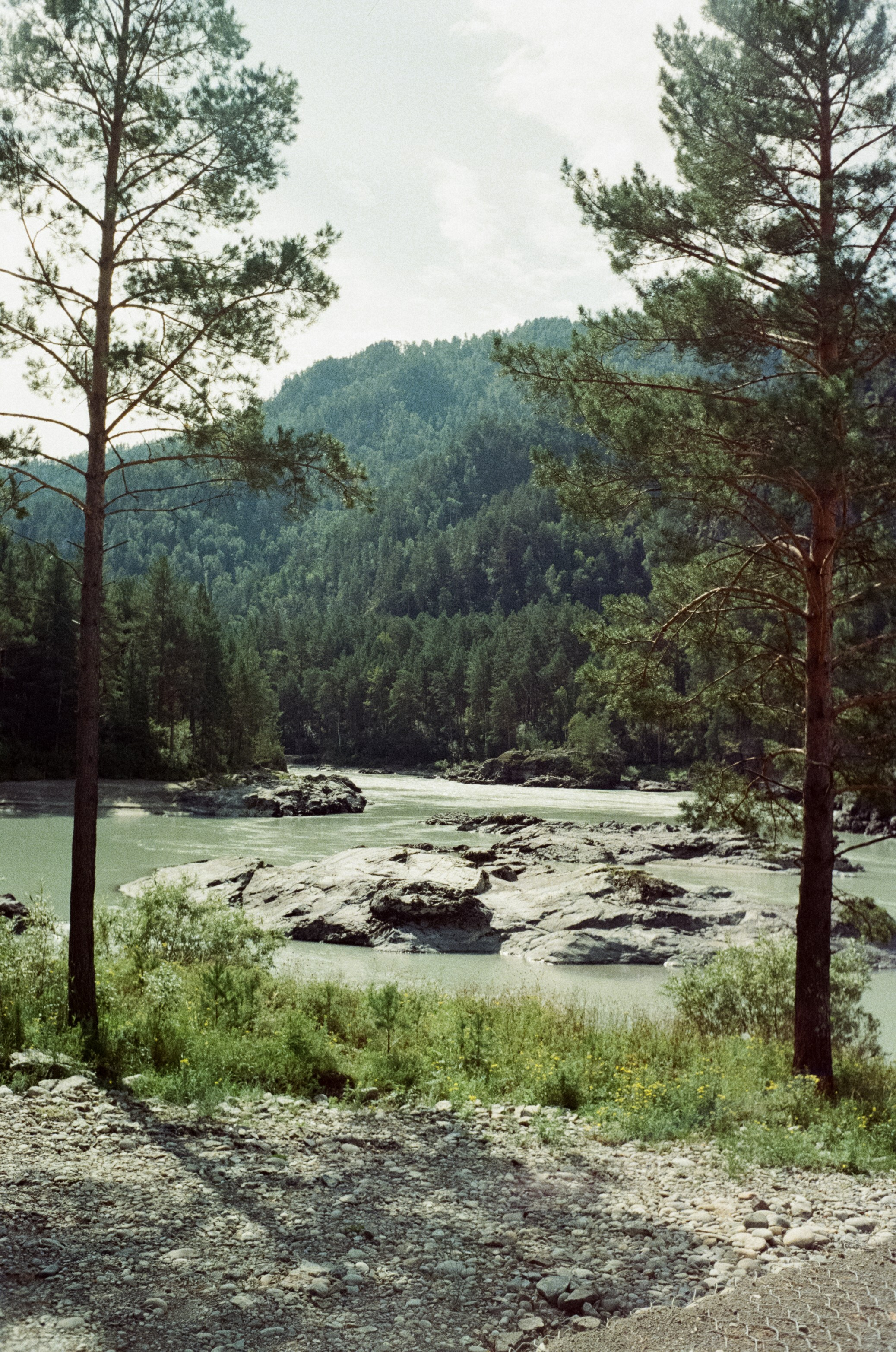 Горно-алтайский ботанический сад, база Кедровый остров / 27 августа 2024 года