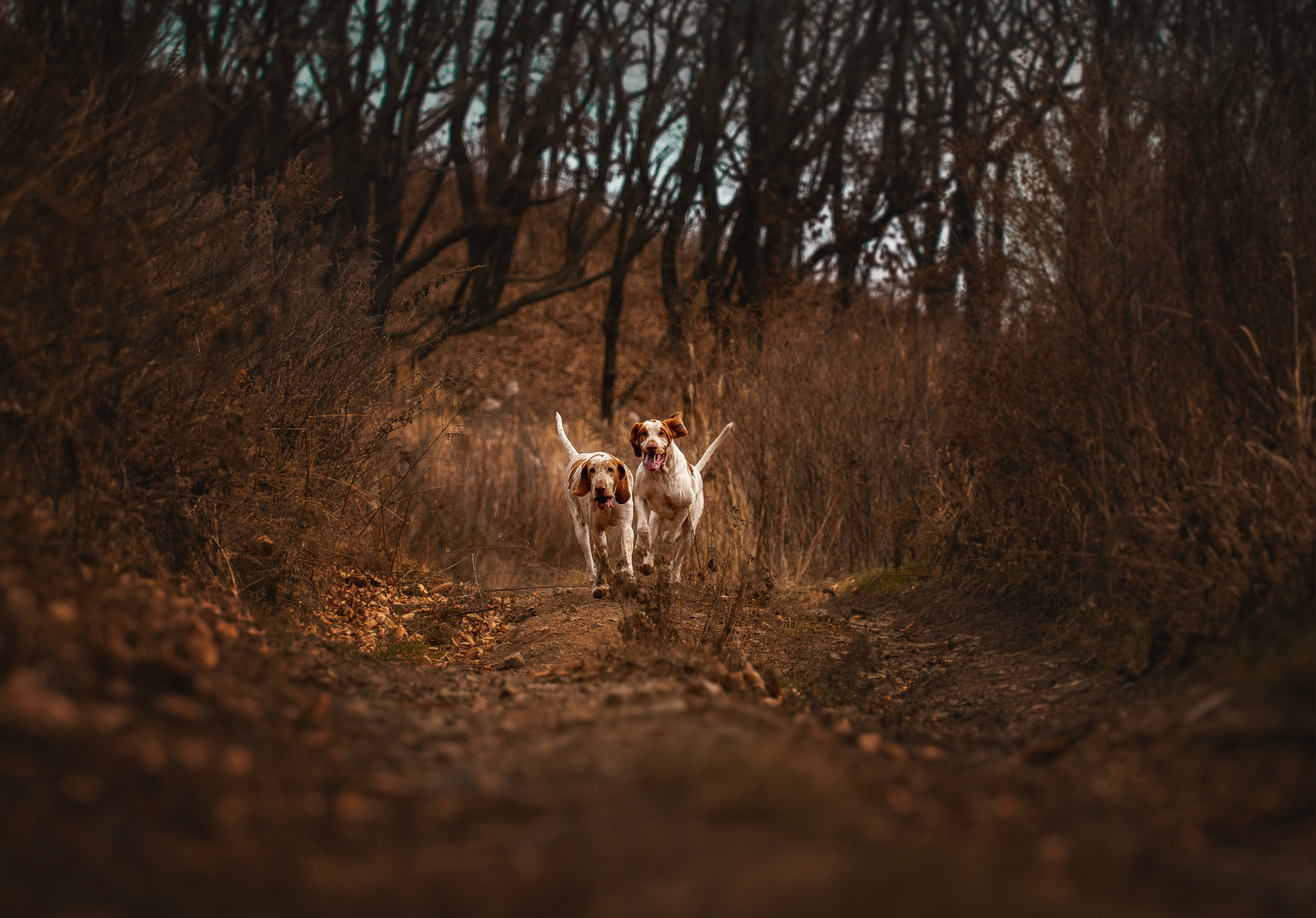 Итальянский бракк Стеша и Любомир. Семейный фотограф анималист г. Находка