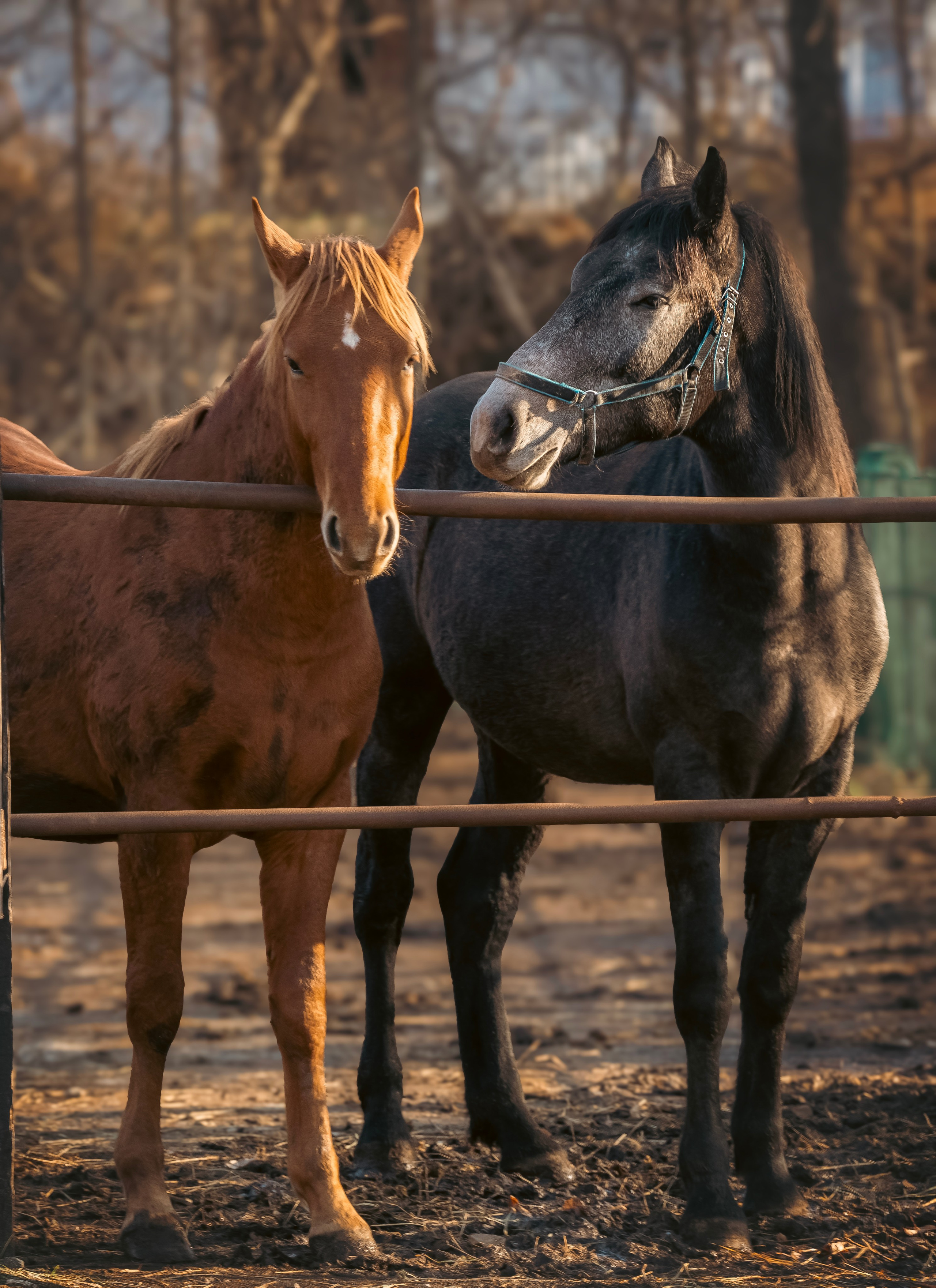 Конюшня. Семейный фотограф анималист г. Находка