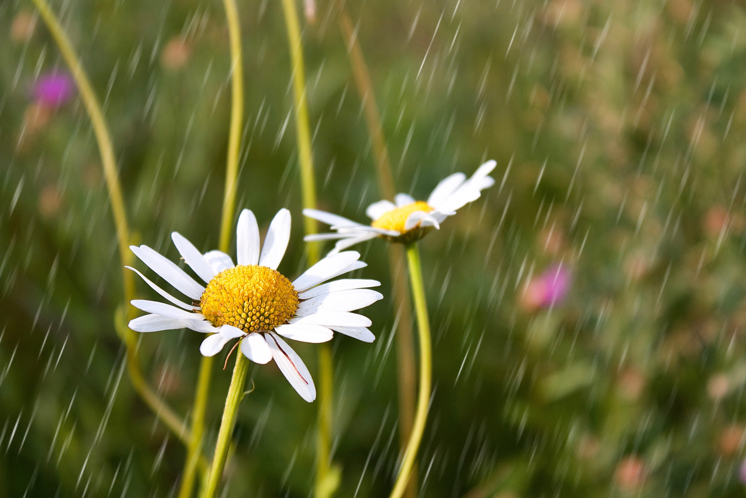 Флористическая. KUPINИ | ФОТО — сайт портфолио по мультижанровой съёмке | фотограф Сергей Мар