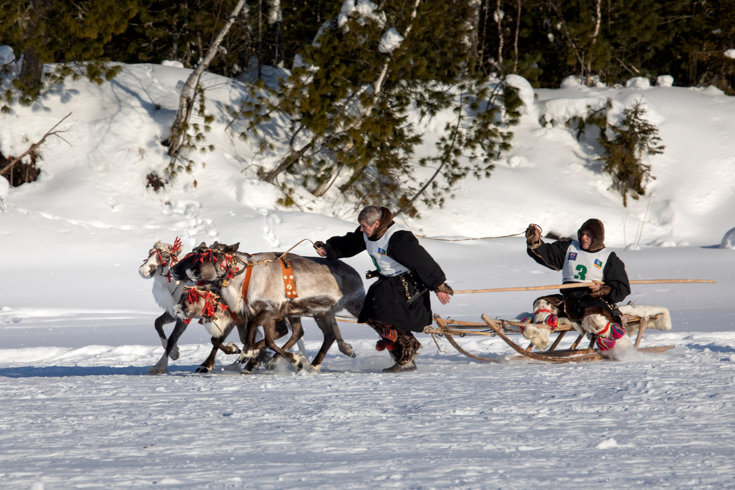 СОРЕВНОВАНИЯ ОЛЕНЕВОДОВ. Фотограф Татьяна Борисова