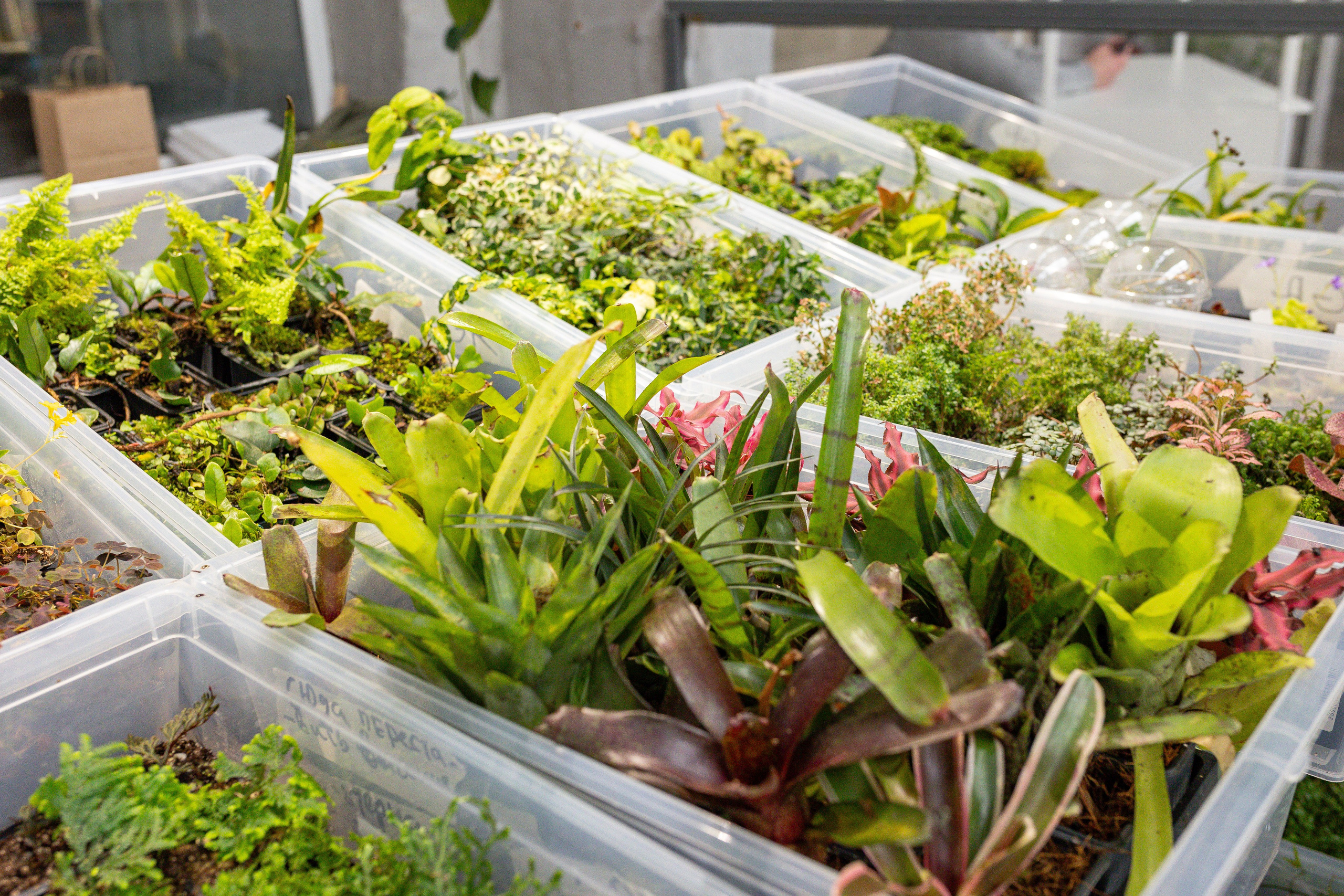 Green rare июнь 2025. Александра Куликова фотограф, Москва