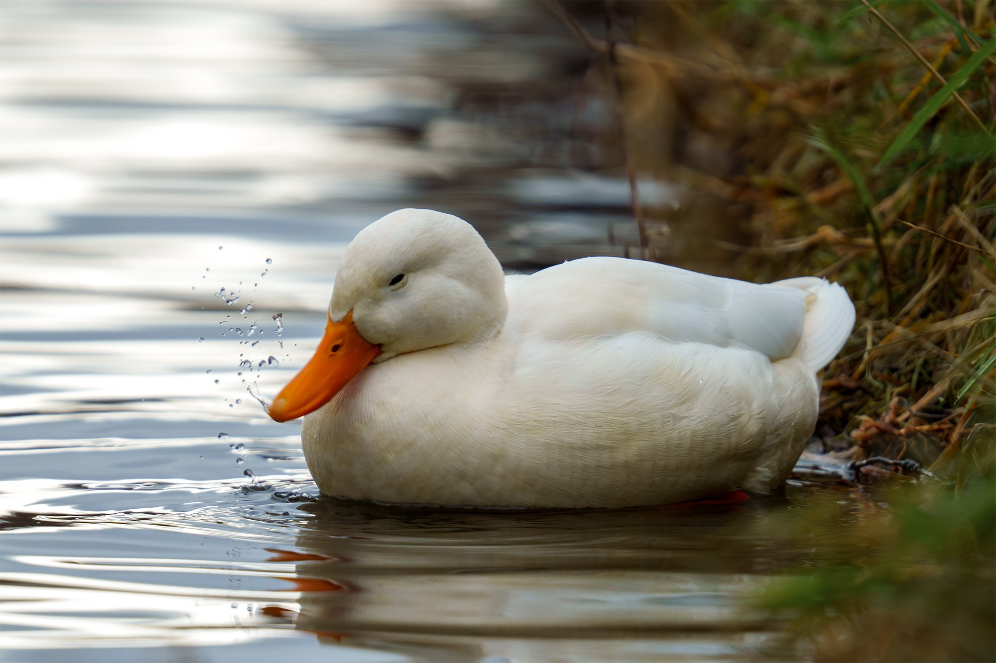 Удивительные мир птиц. Вокруг нас столько прекрасного — присмотритесь!. Ваш личный фотограф Марина Волкова