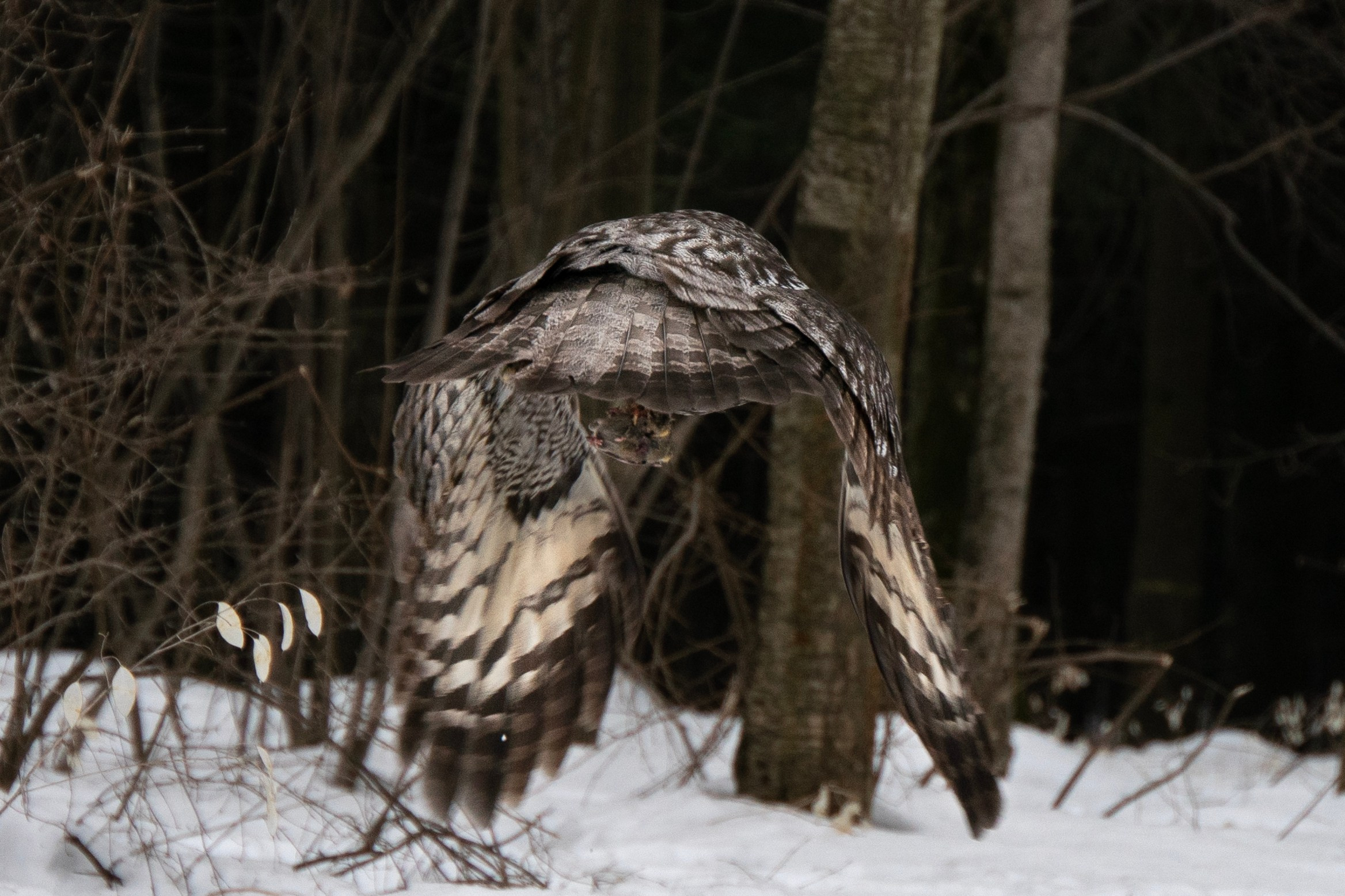 Удивительные мир птиц. Вокруг нас столько прекрасного — присмотритесь!. Ваш личный фотограф Марина Волкова