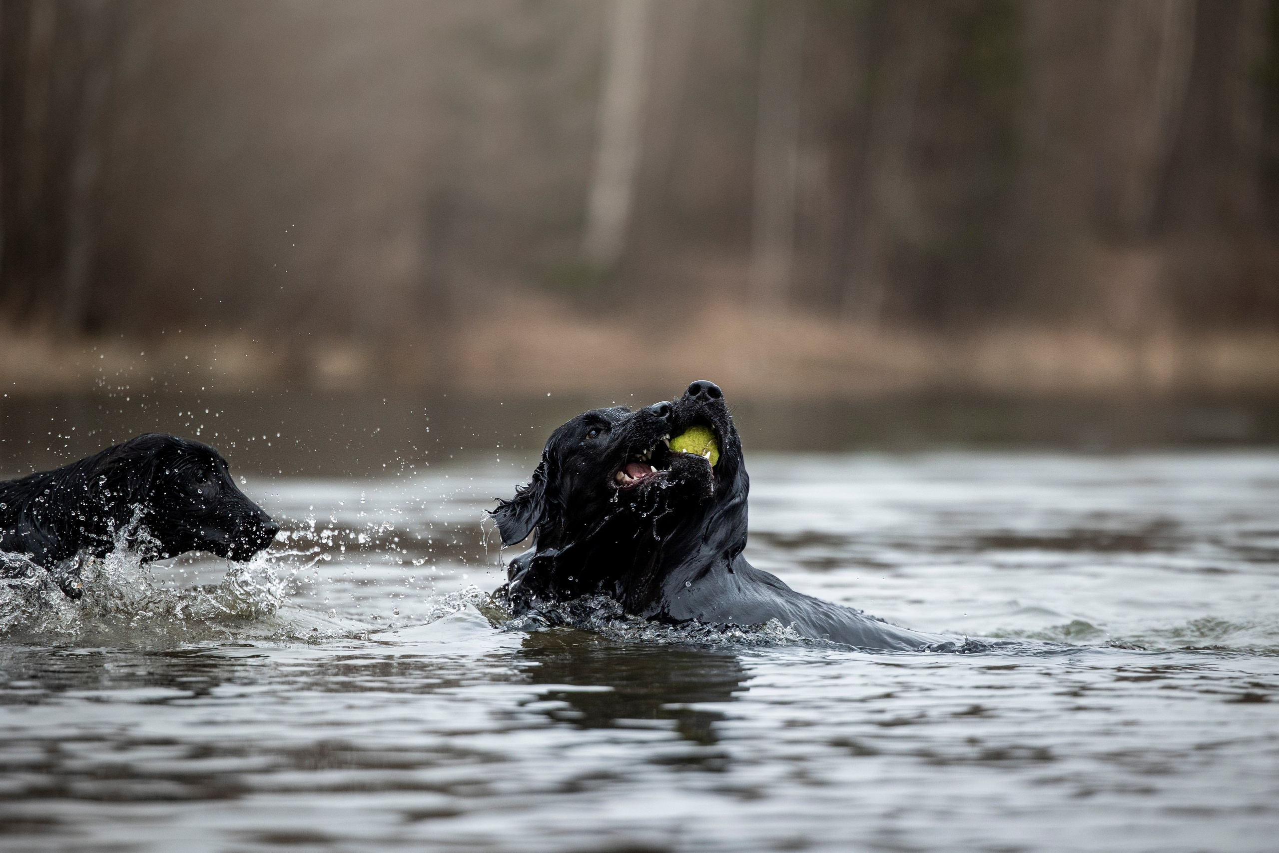 Ора, Ева, Рози и их семья. Фотограф — Анималист | Санкт-Петербург